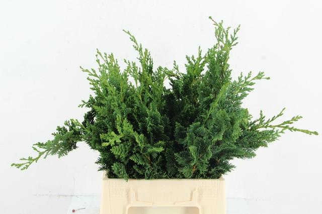 Chamaecyparis Lawsoniana Wisselii Per Bunch 50cm
