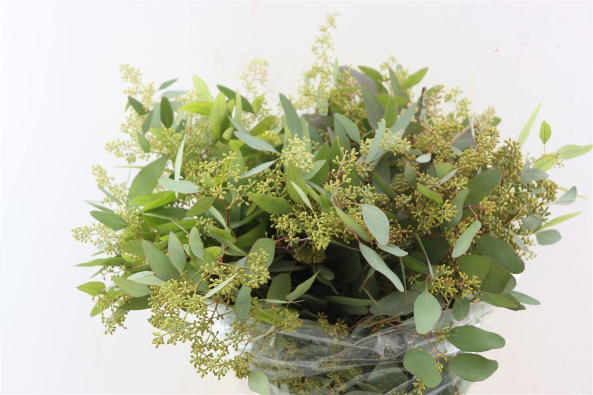 Euca Populus Berry 200gr P Bunch
