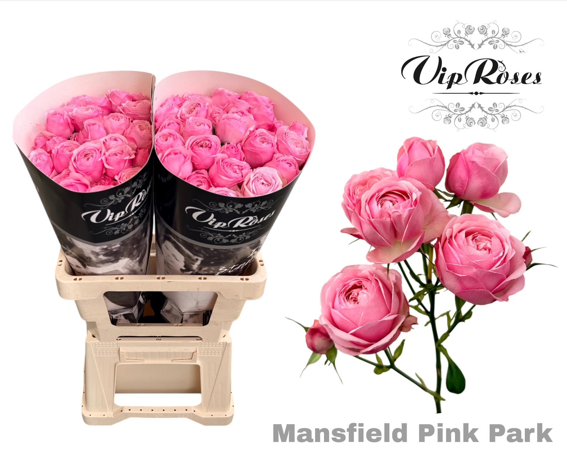 R Tr Pink Mansfi Park 60 cm
