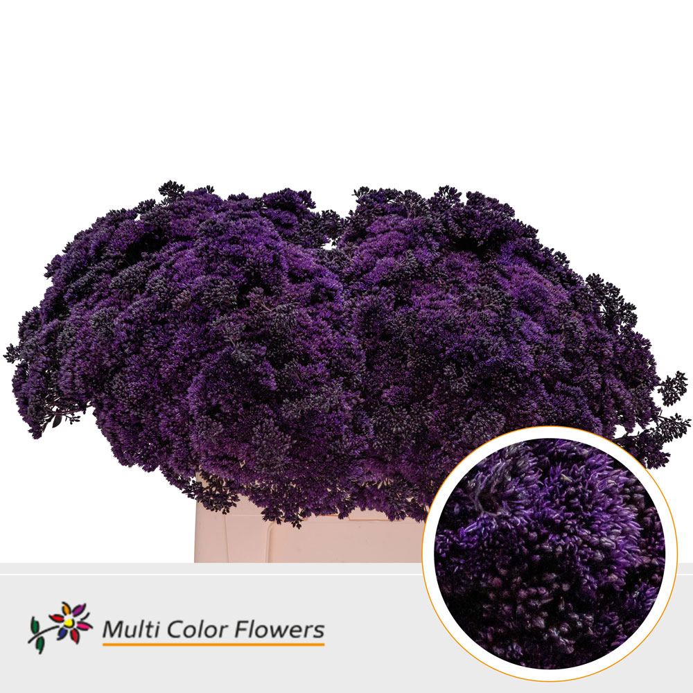Sedum Painted Aubergine 55cm