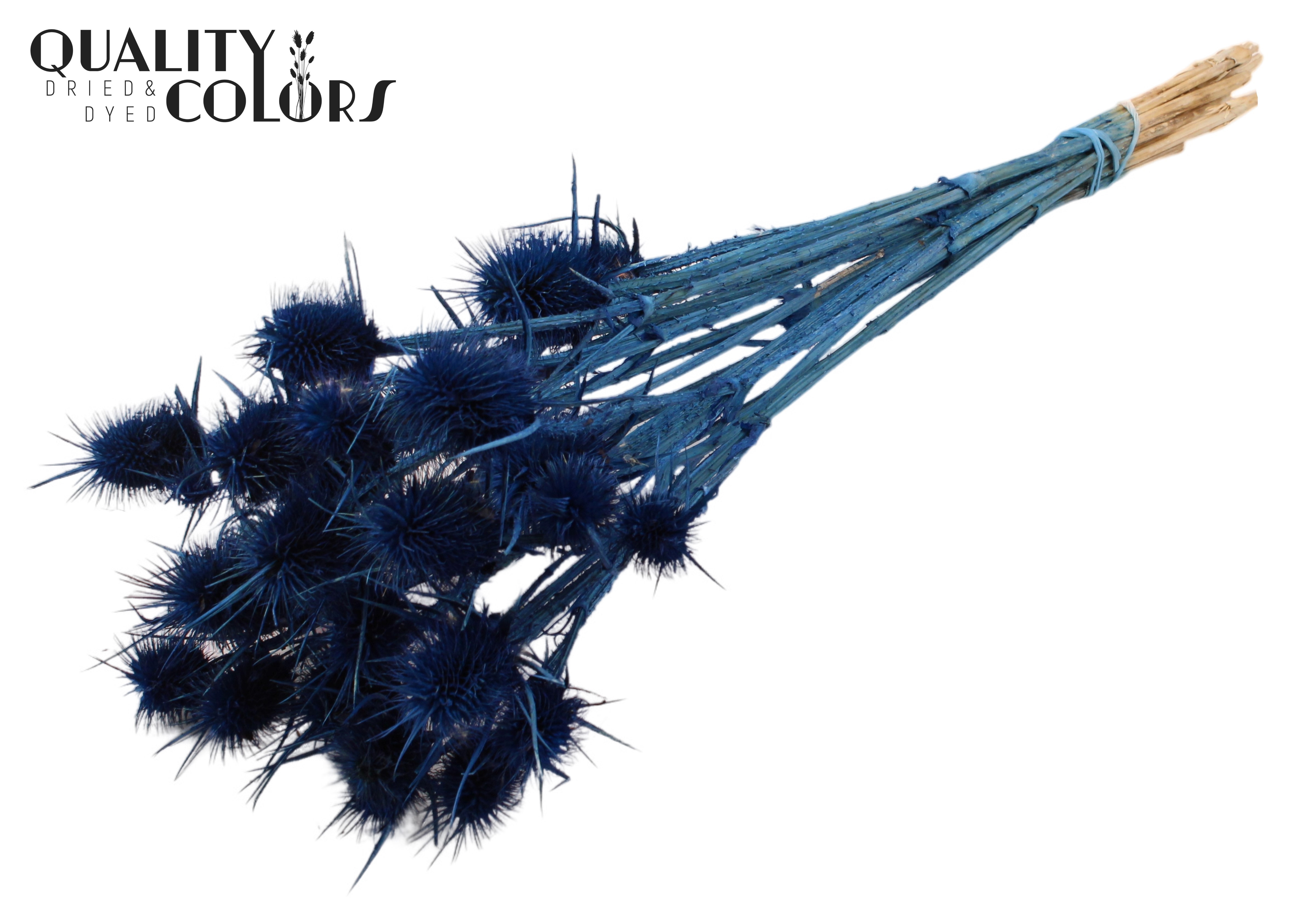 Eryngium Dark Blue Per Bunch 55cm