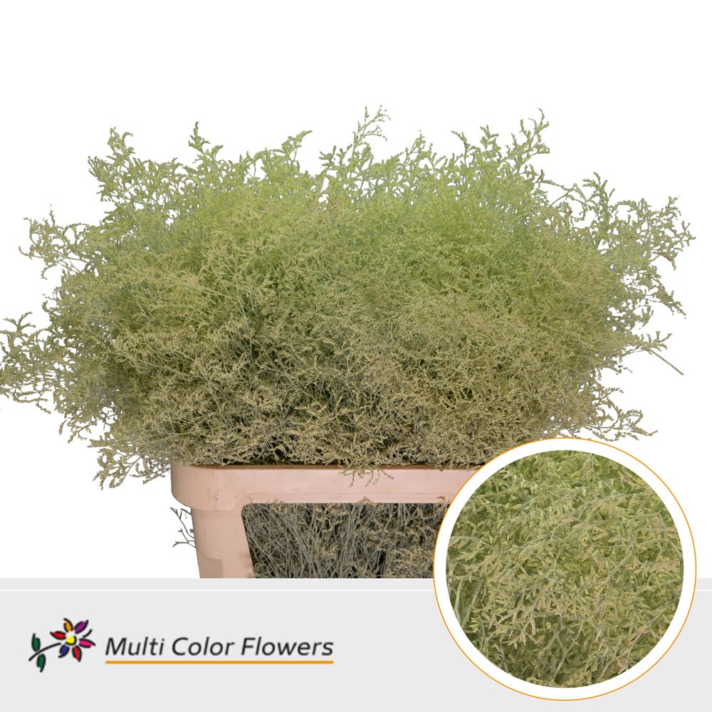 Limonium Painted Cream 90cm
