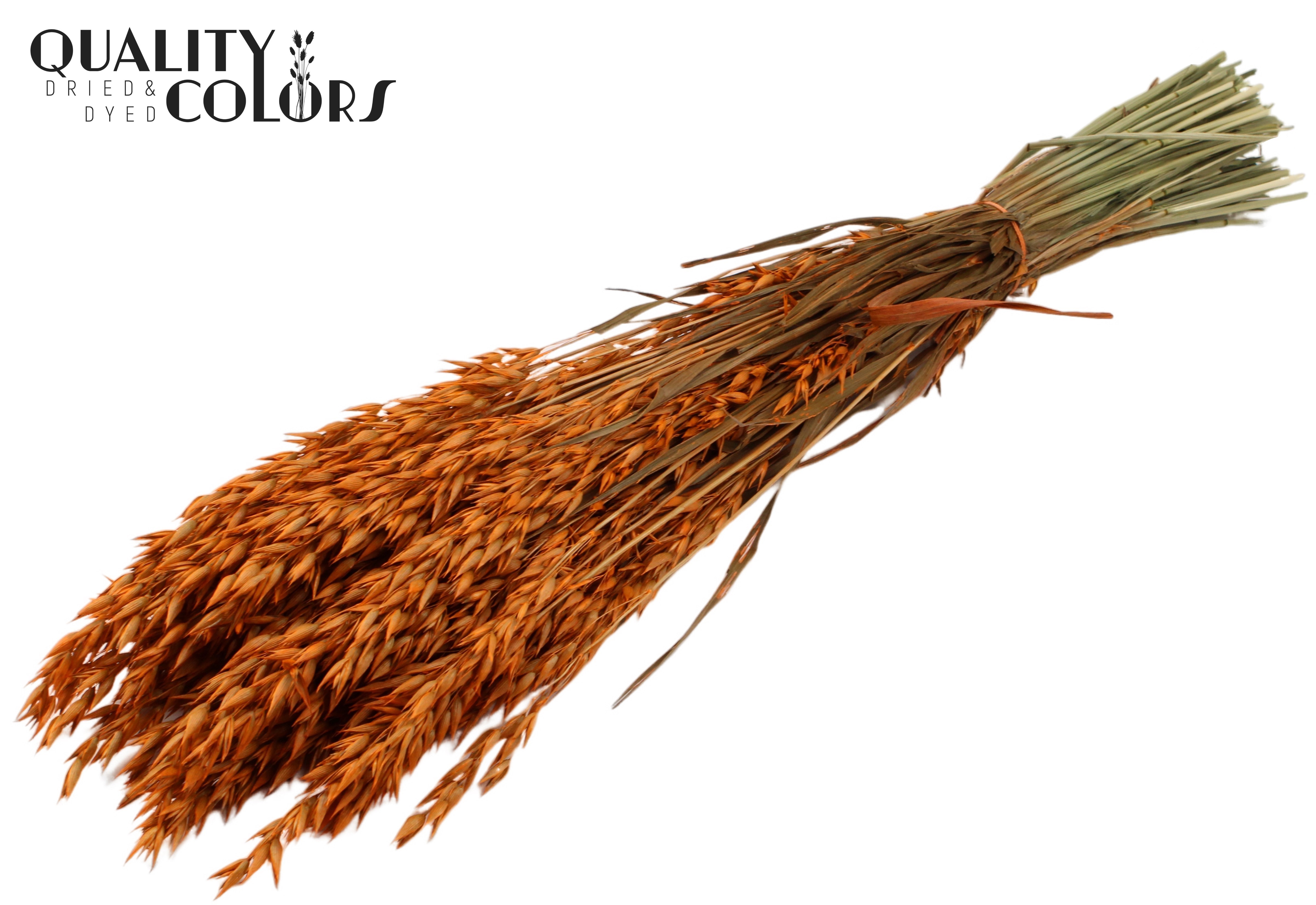 Avena Orange Per Bunch 60cm