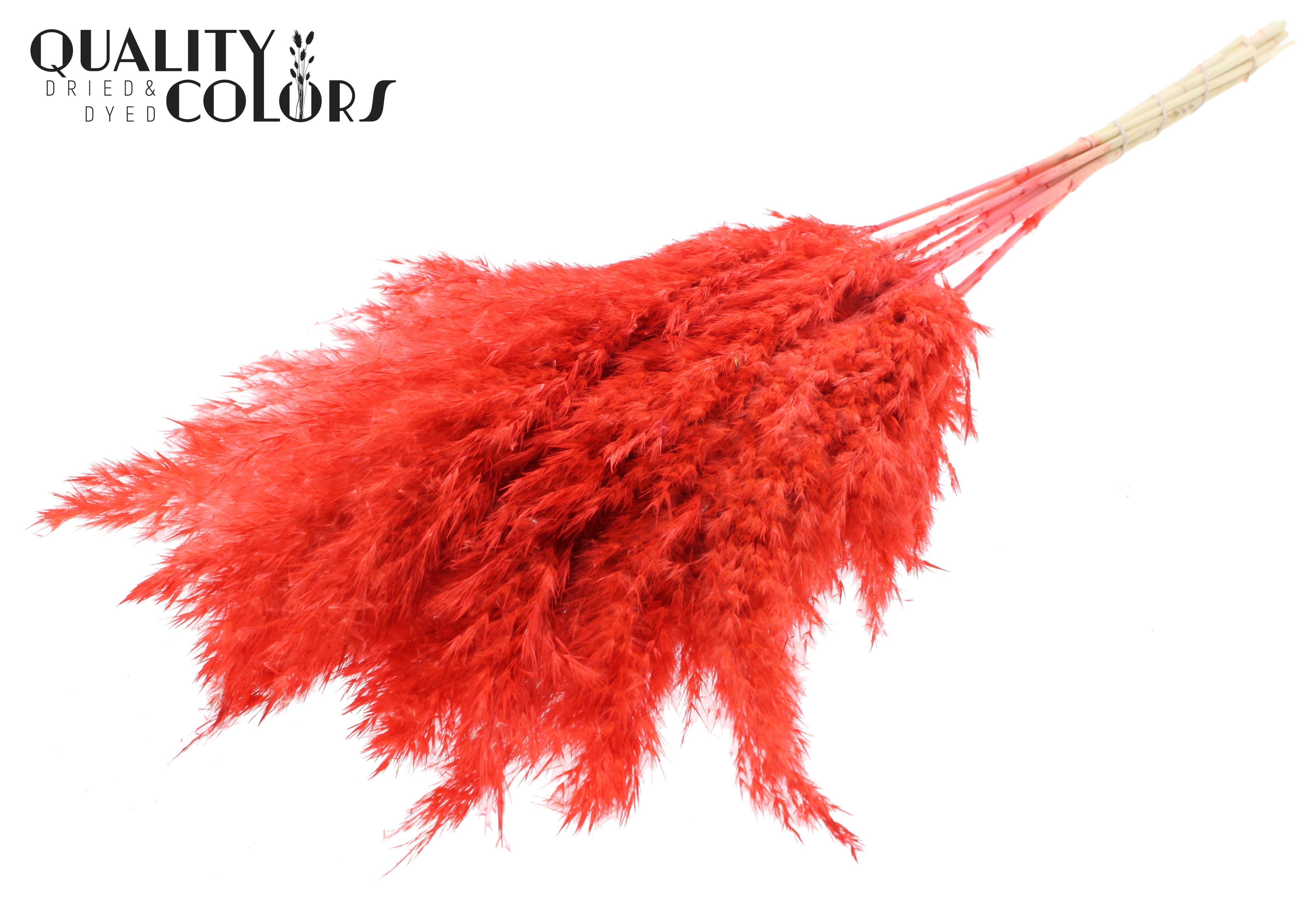 Pampas Grass Coral Per Bunch 70cm