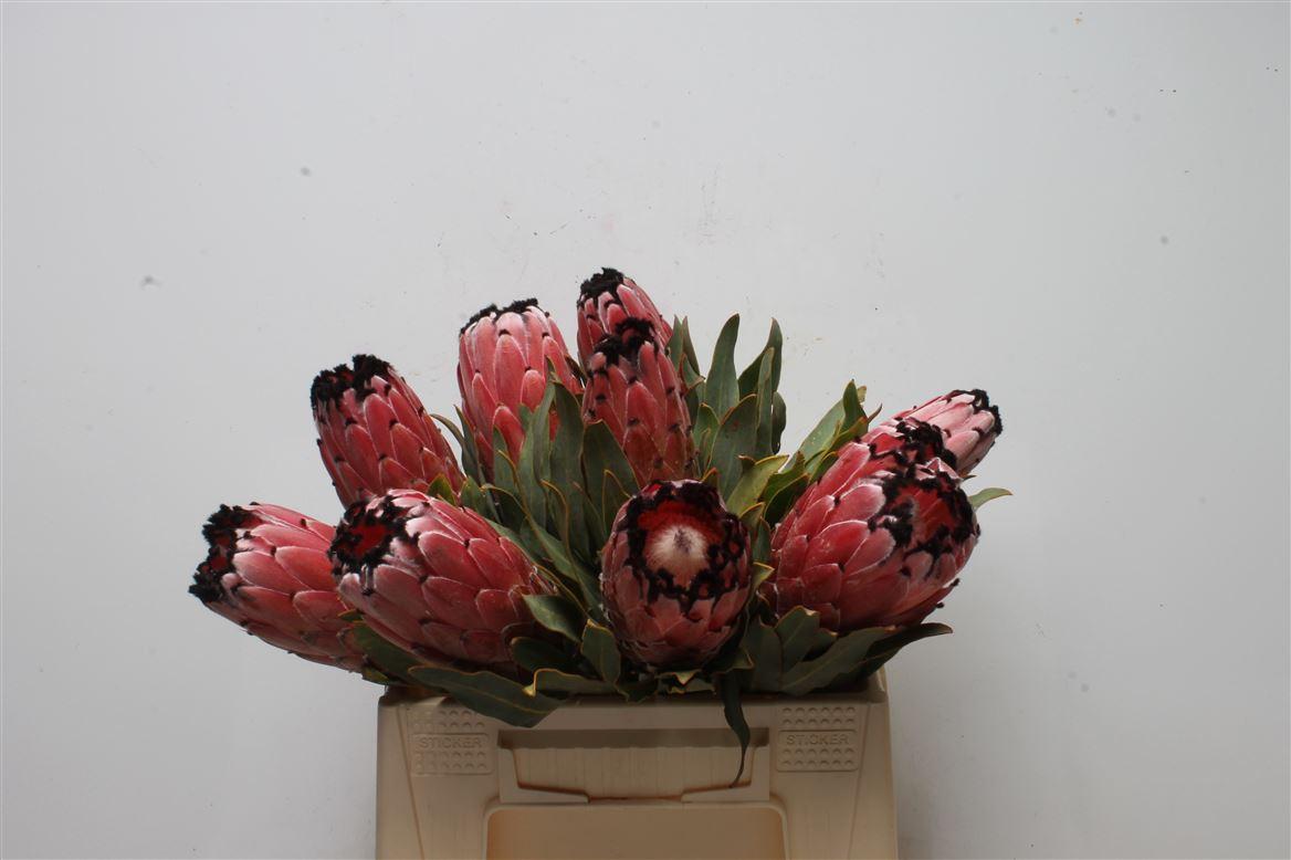 Protea Didi Red Magik
