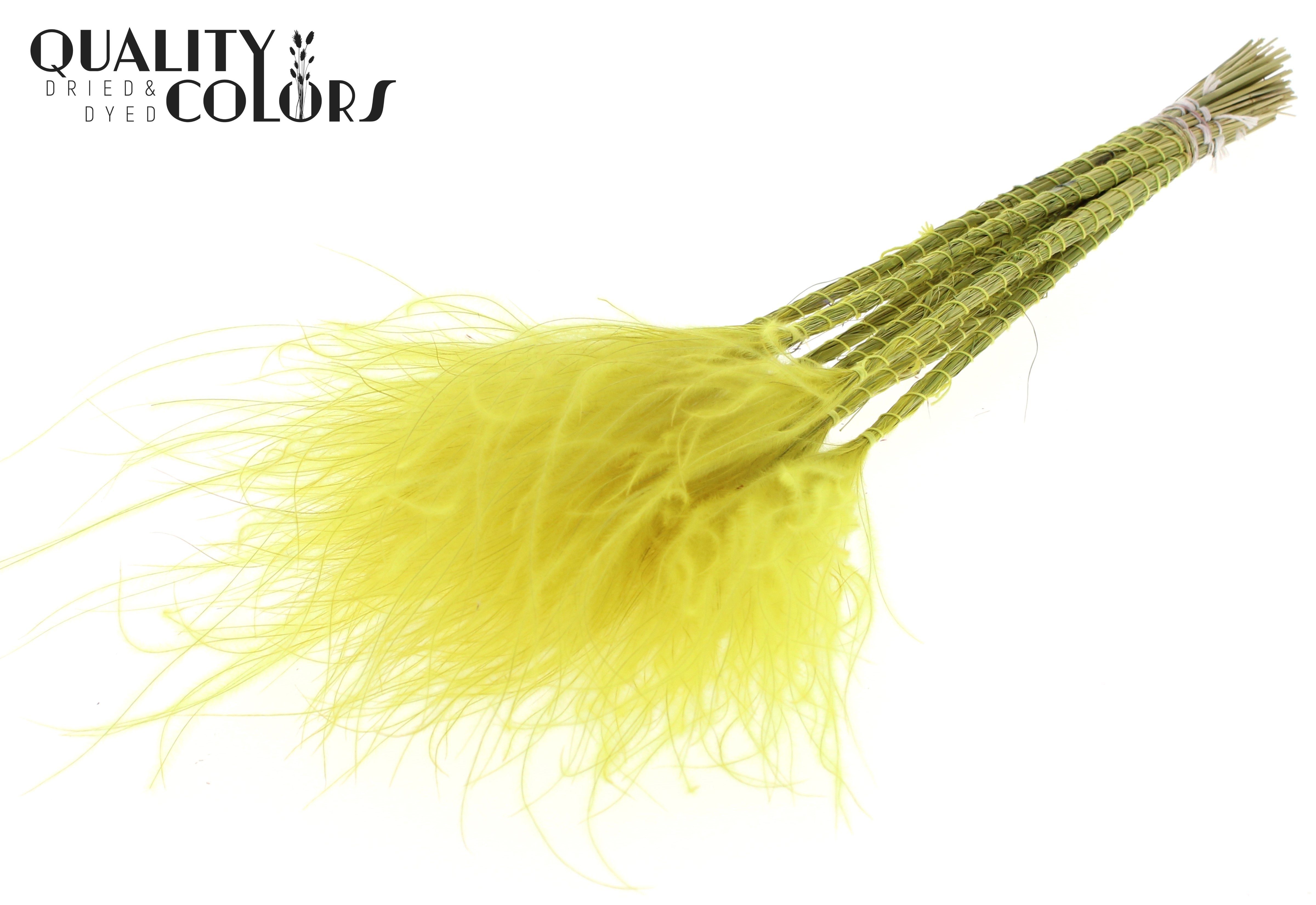 Stypha Yellow Per Bunch 60cm
