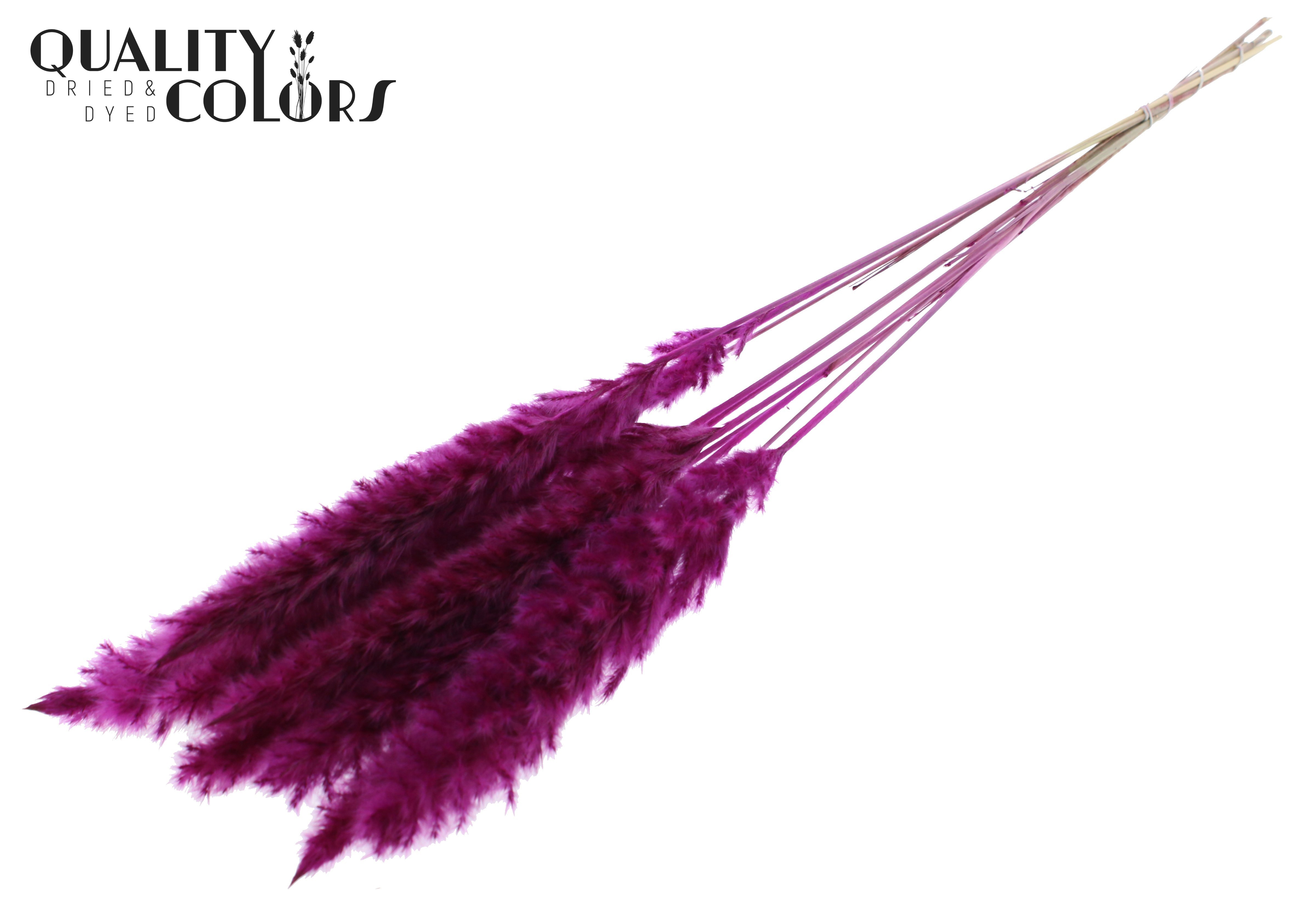 Fluffy Pampas Lilac Per Bunch 70cm