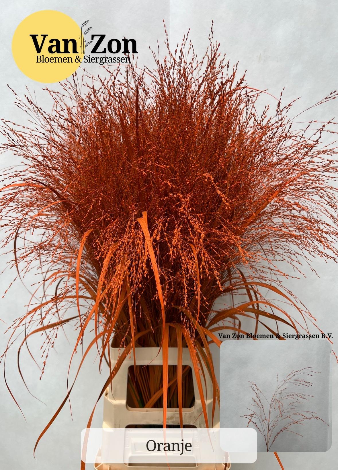 Panicum Klb Oranje 95 Cm