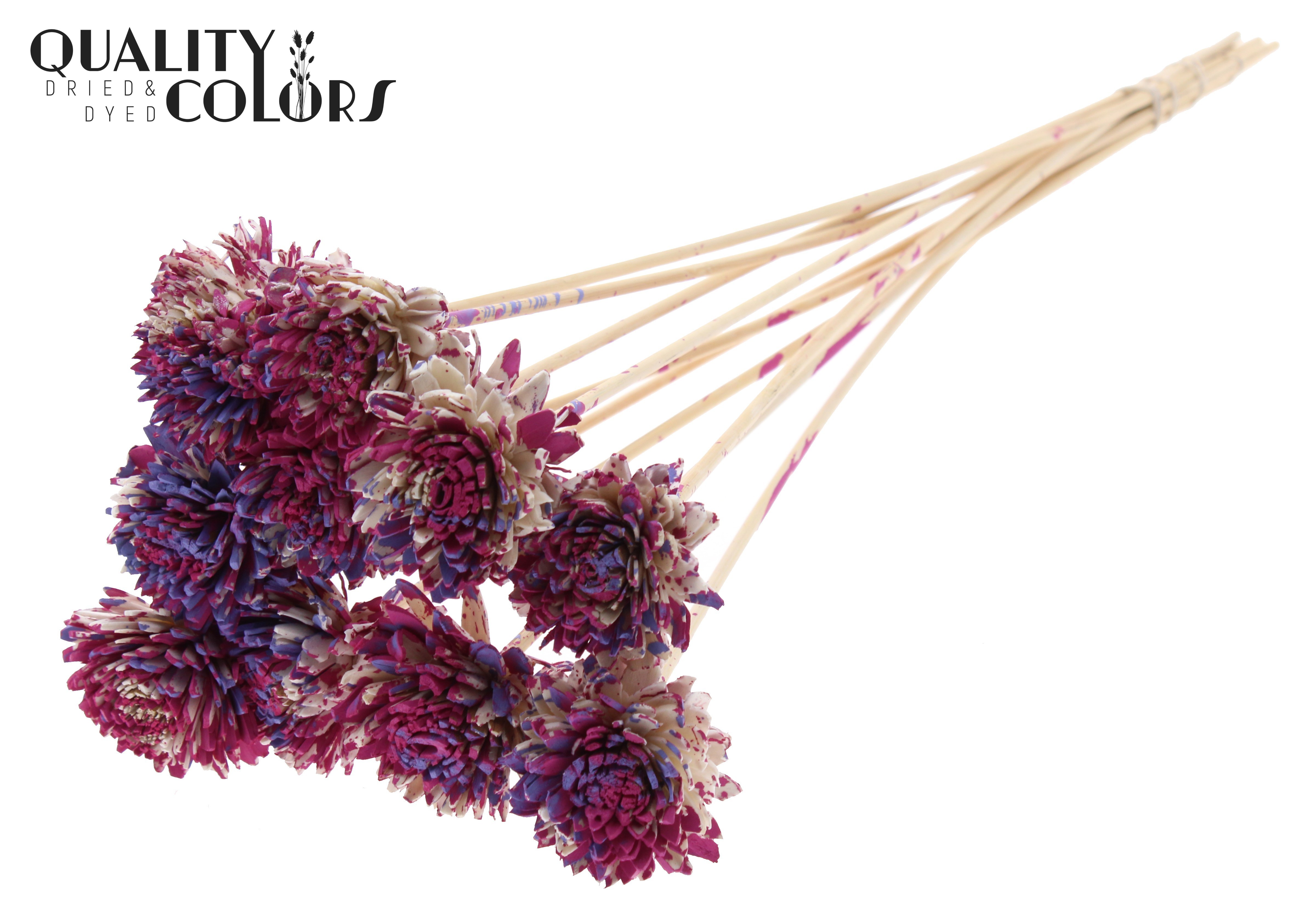 Shola Zinia Multicolour Cerise Milka 50cm