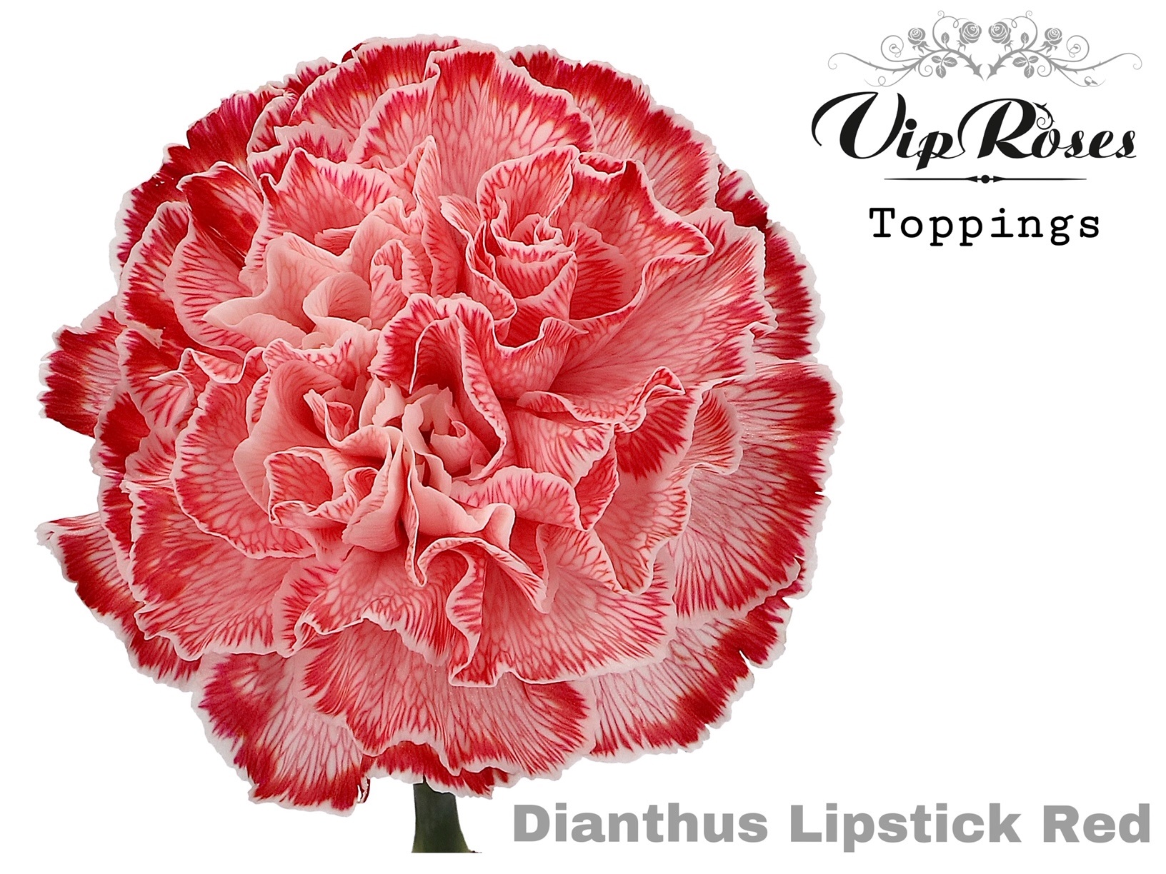 Di St Lipstick Red 60 cm