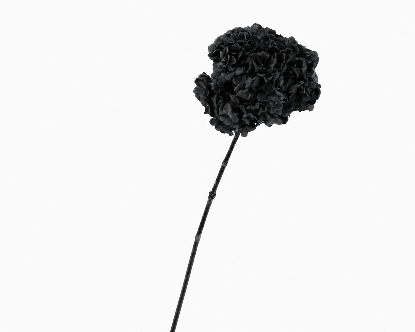 Dried Bleached Hydrangea Anna Black