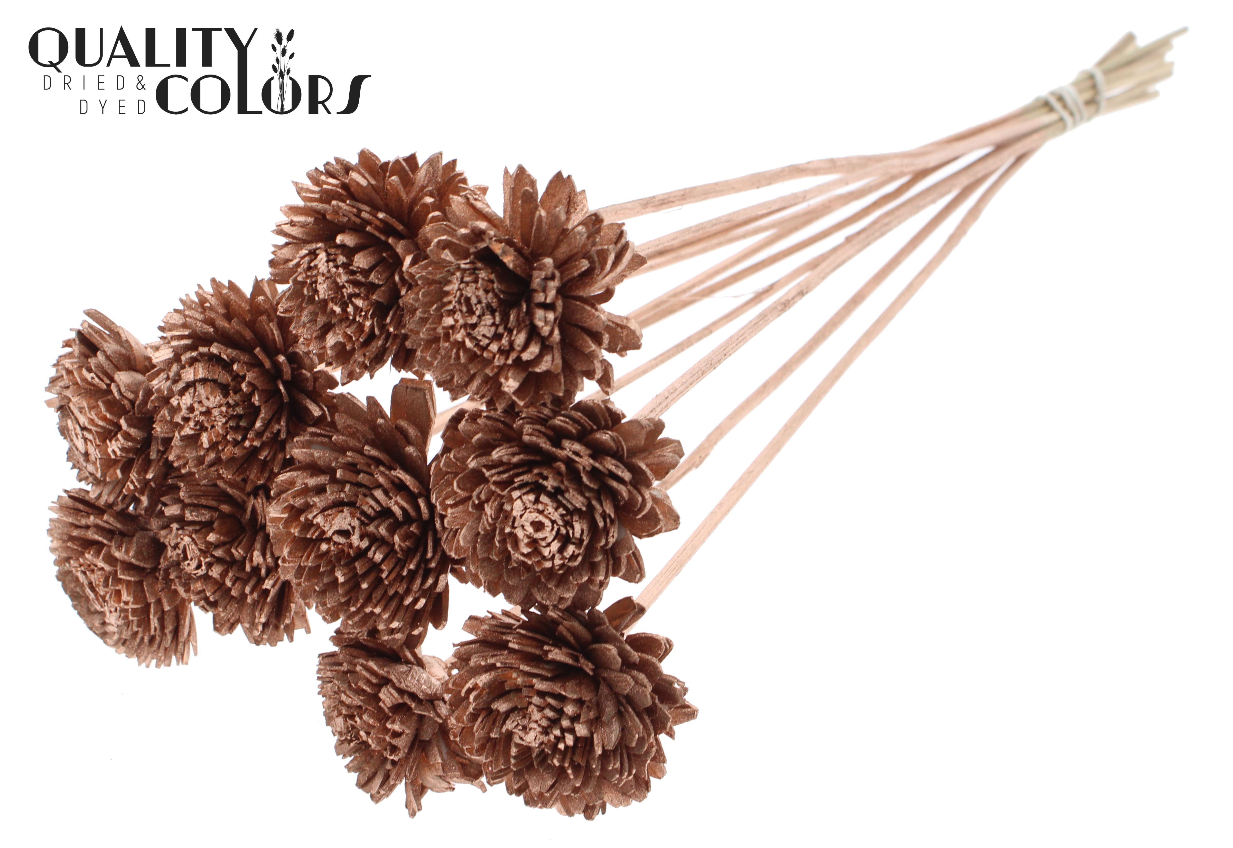 Shola Zinia Copper 50cm