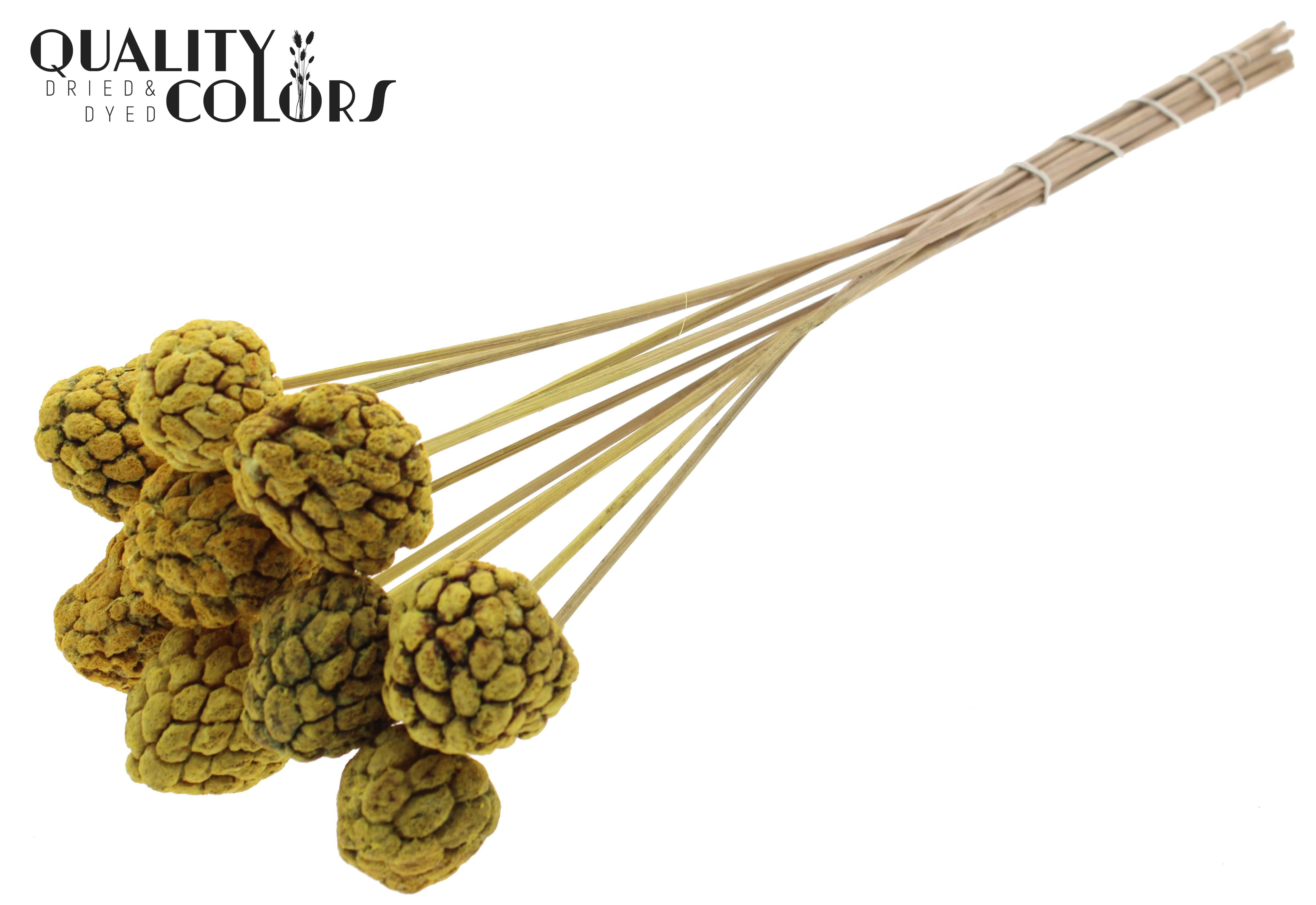 Atta Fruit Intense Yellow 50cm