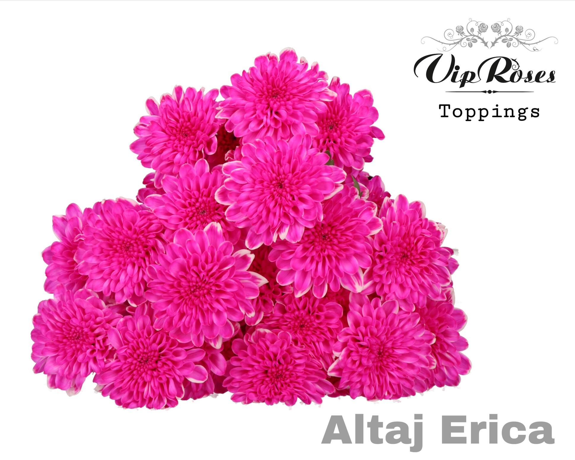 Chr T Altaj Erica 65 cm