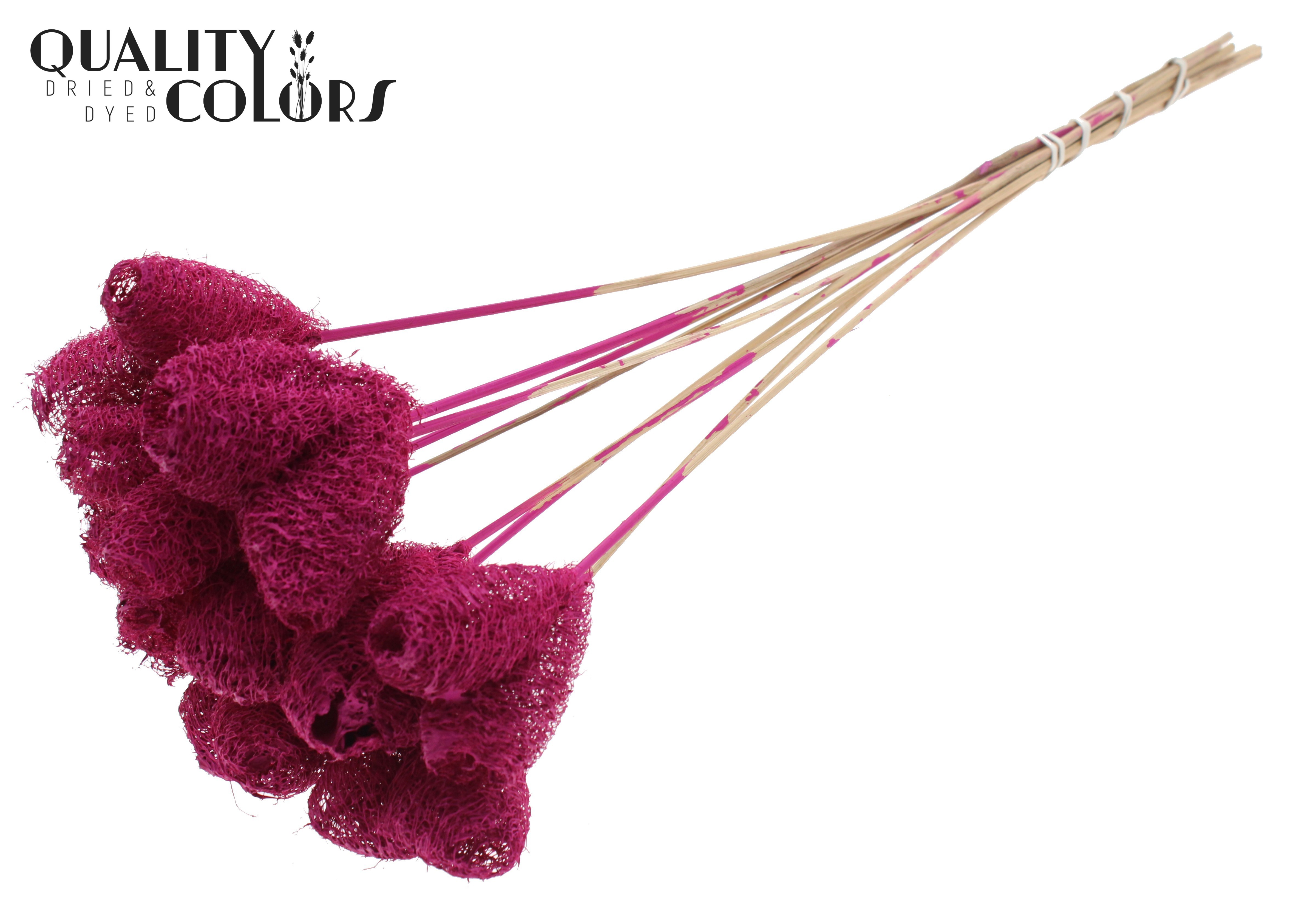 Luffa Heart Lilac 50cm