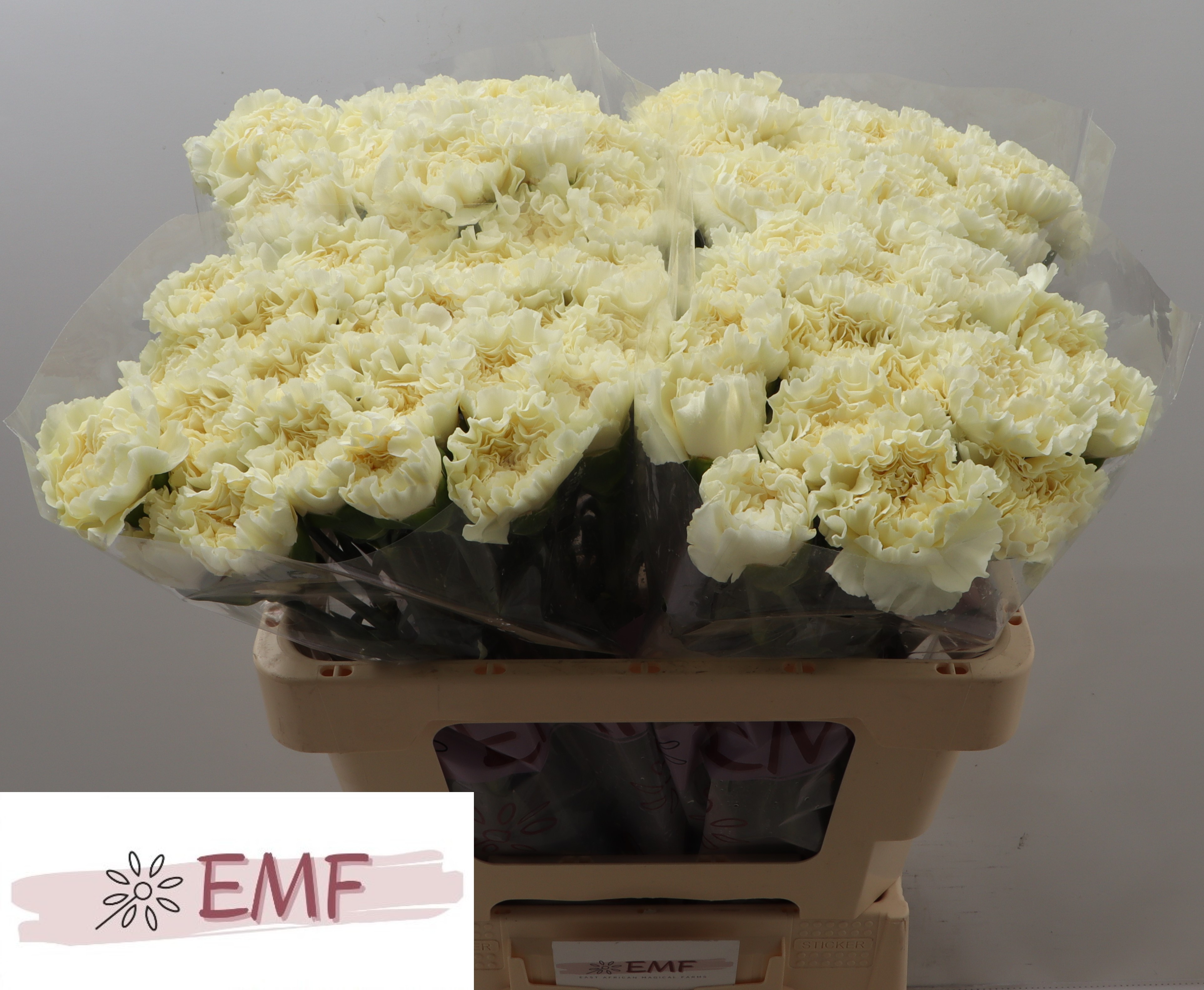Dianthus St Diletta Crema 50cm