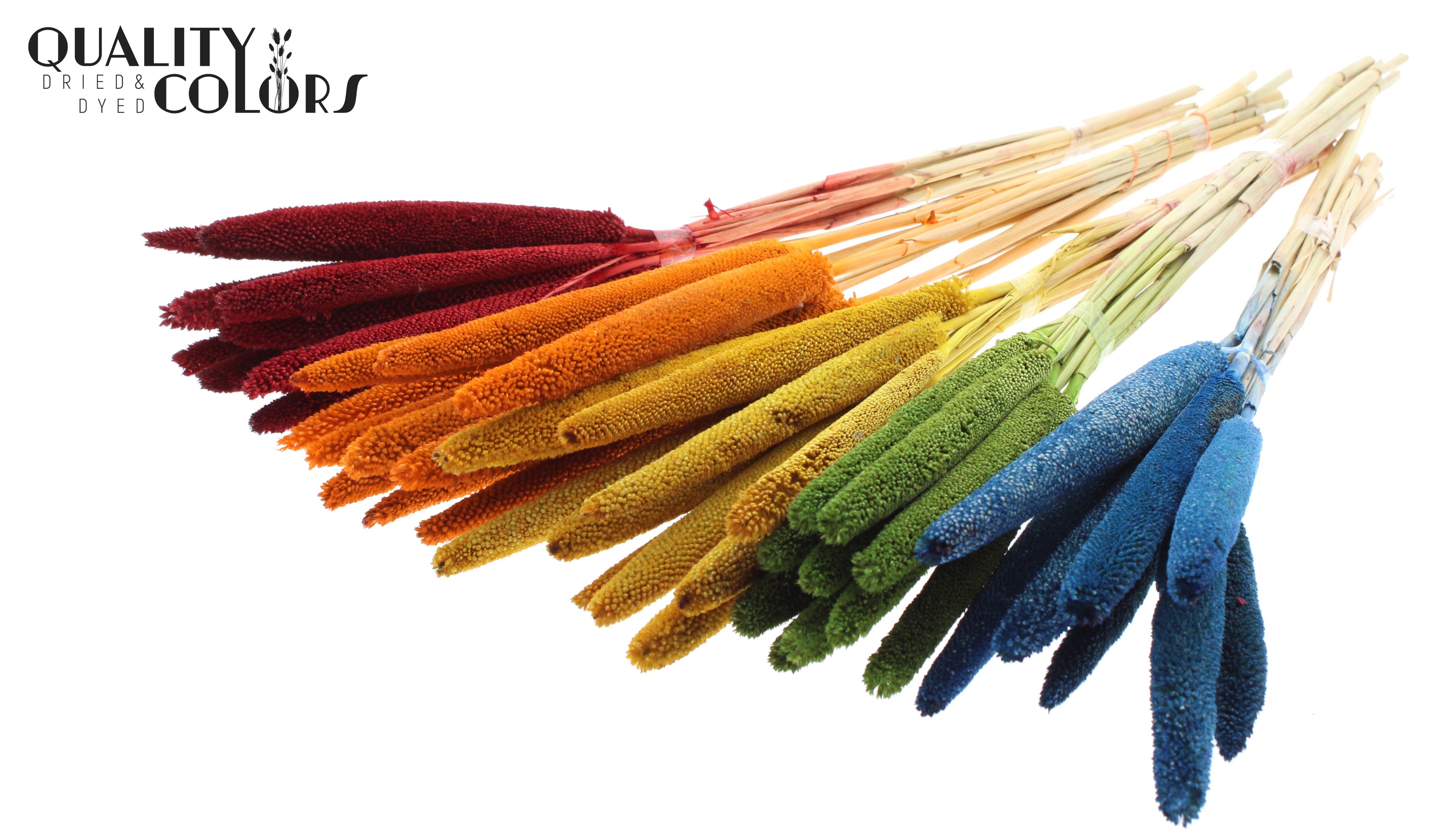 Babala Mix 65cm