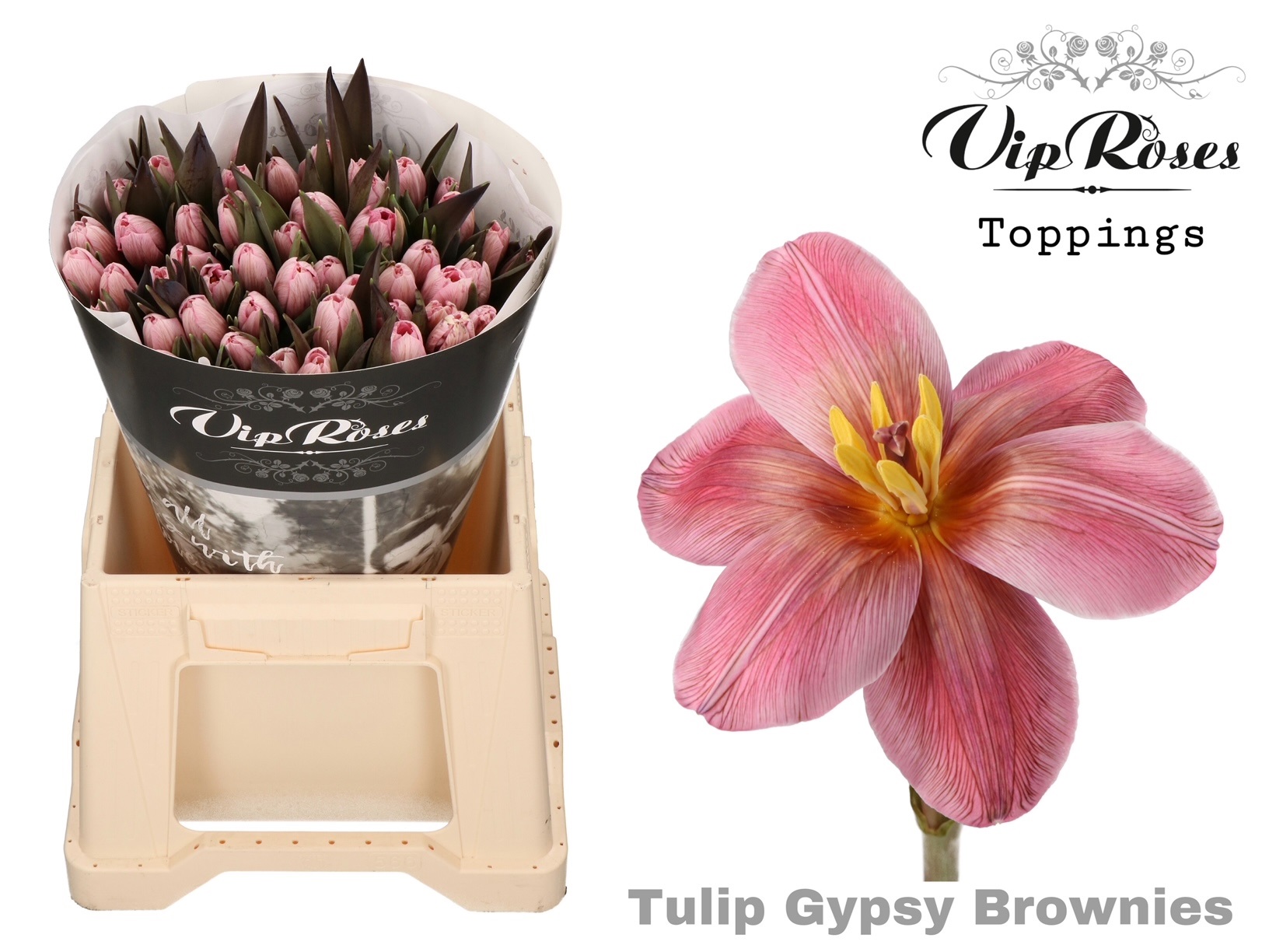 Tu En Gypsy Brown 40 cm