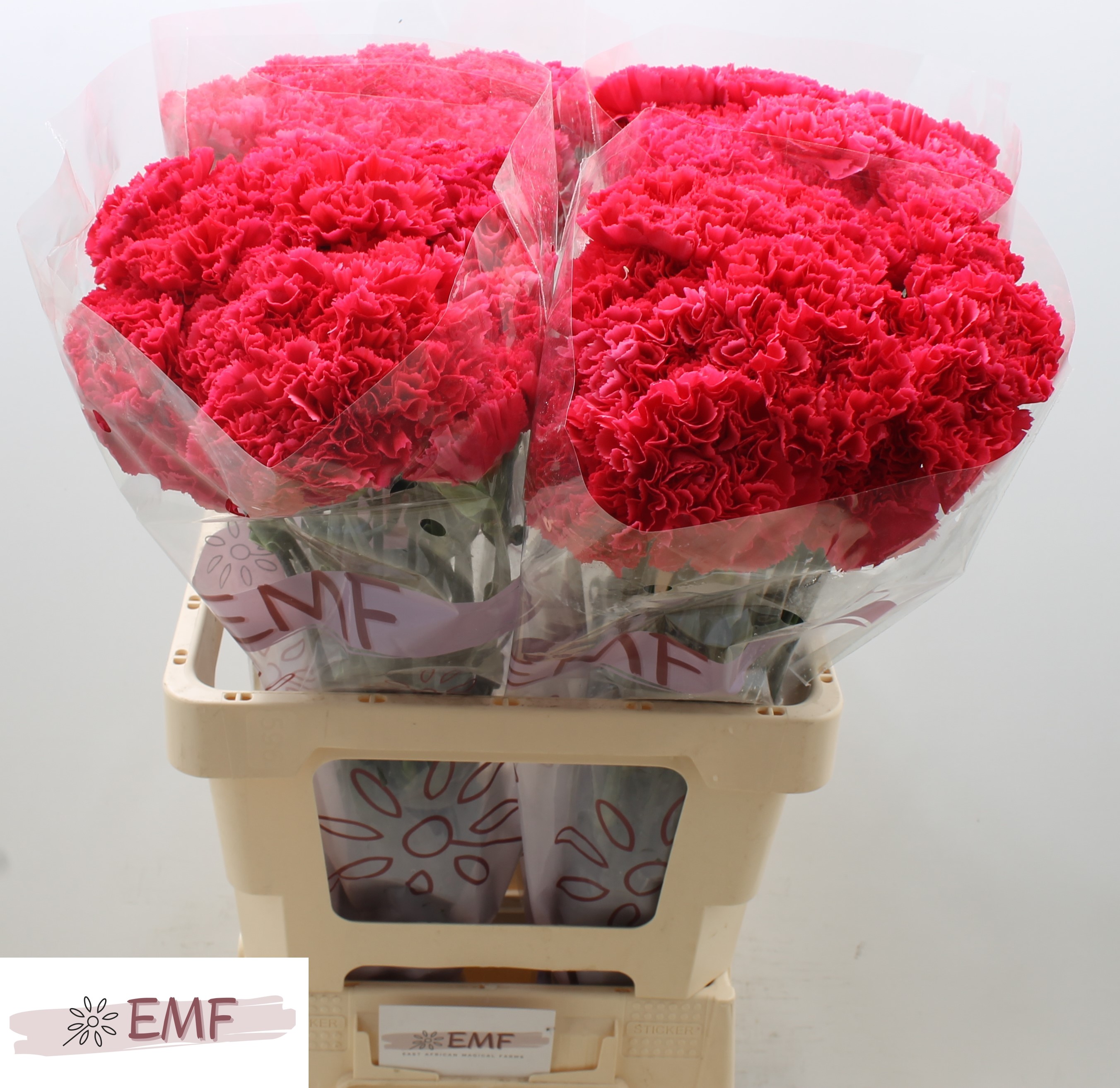 Dianthus Single Bizet 65cm