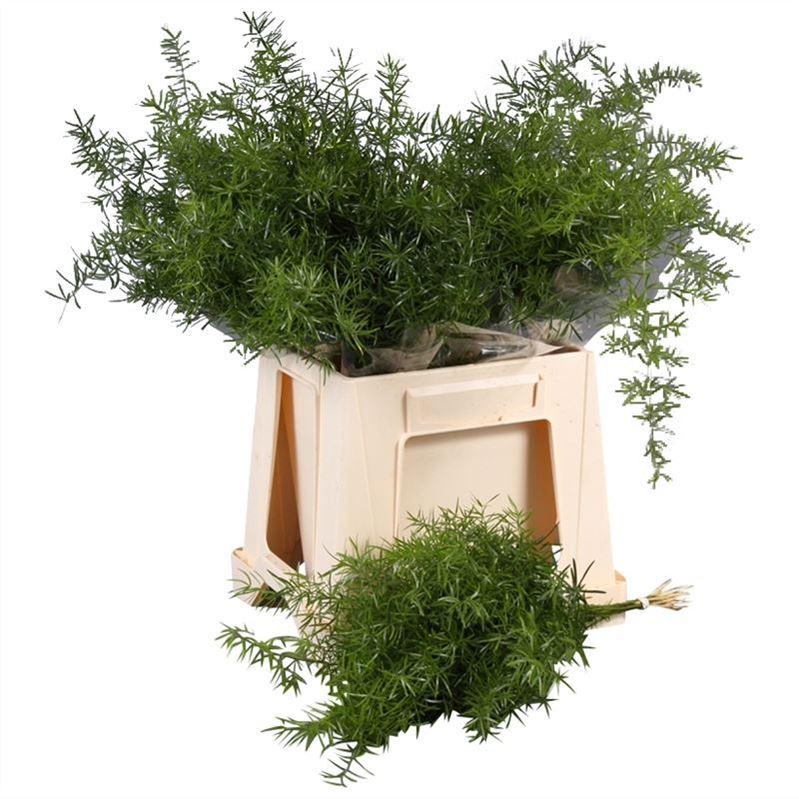 Asparagus Sprengerii