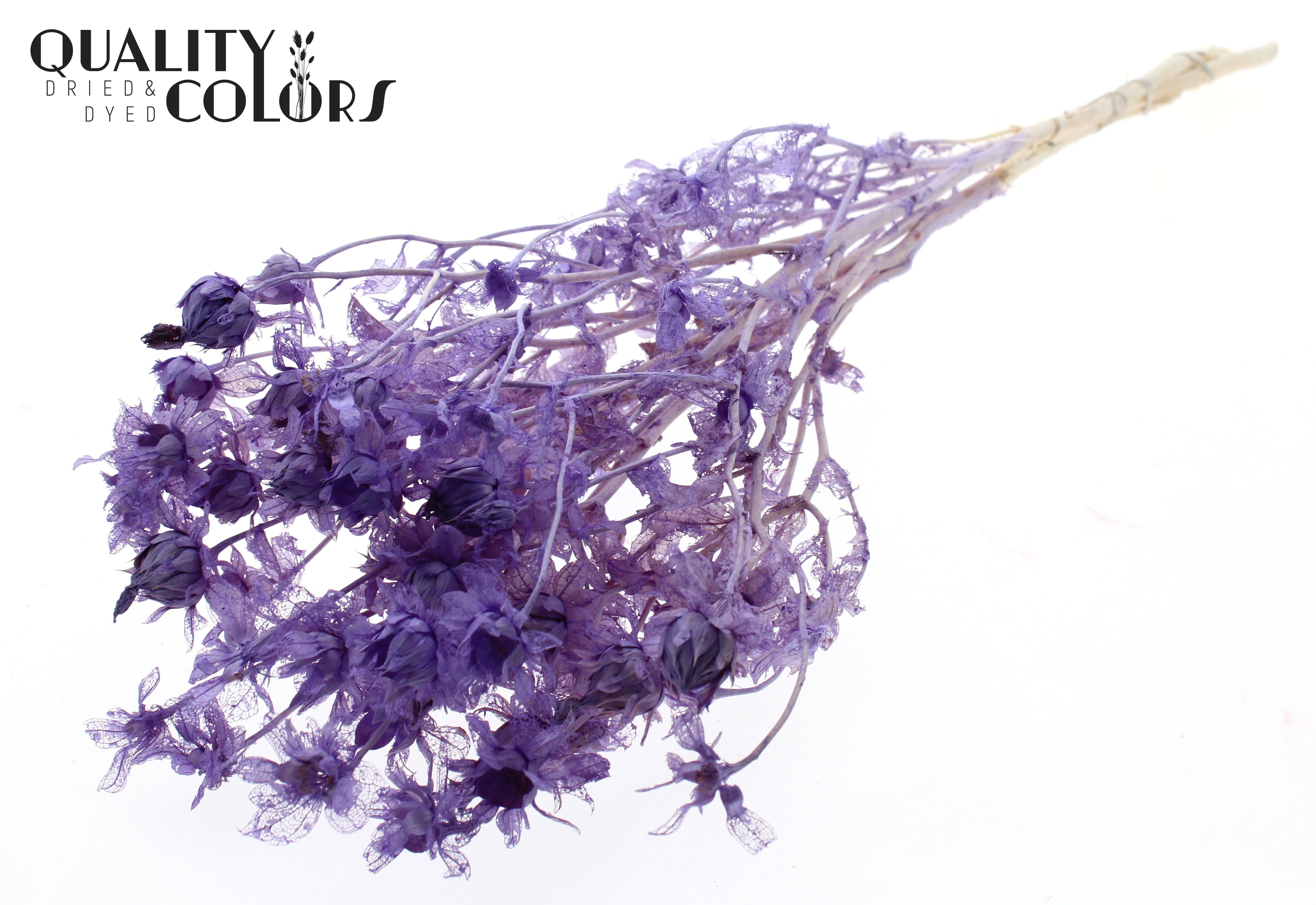 Carthamus Intense Frosted Milka Per Bunch 70cm