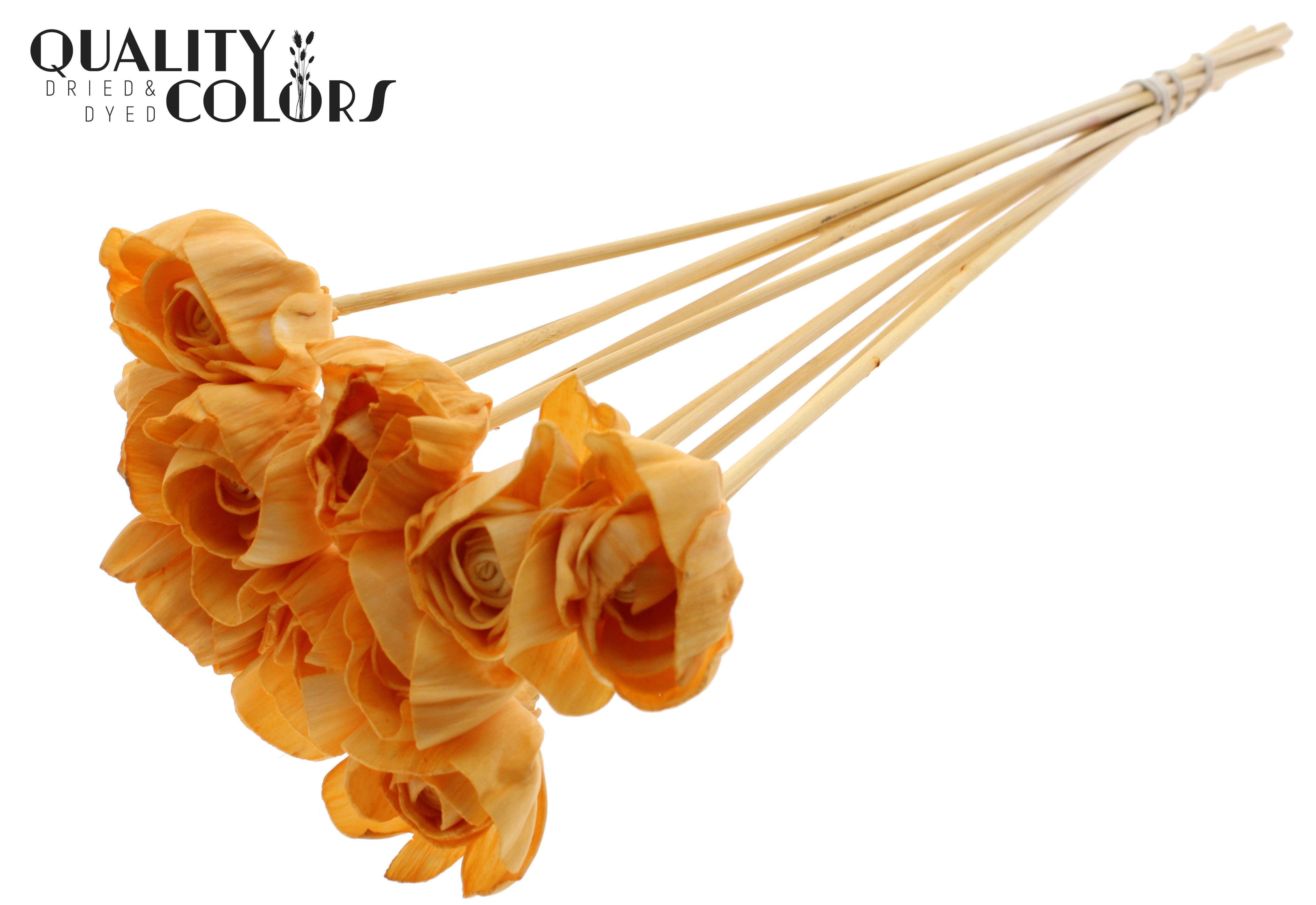 Shola Dear Holly Apricot 50cm