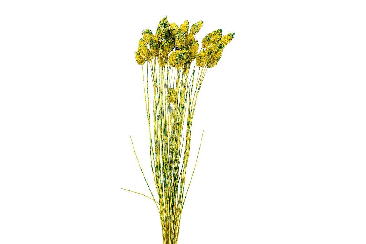 Dried Artz Phalaris Van Gogh Bunch