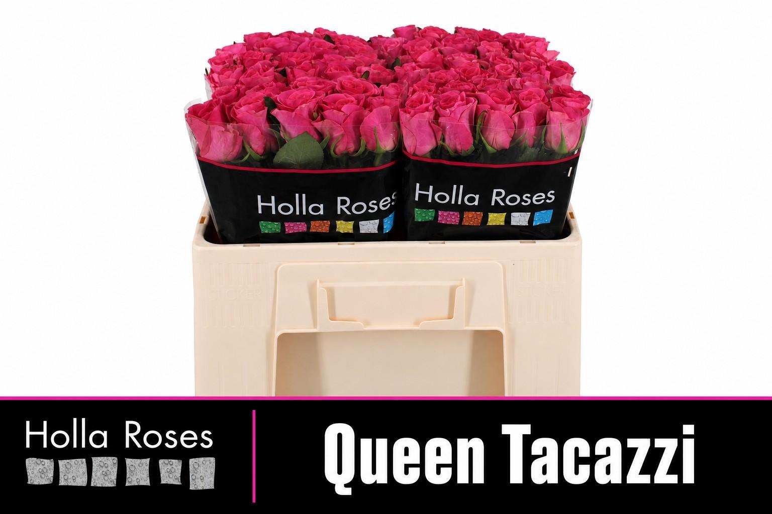 R Gr Queen Tacazzi+ 50cm