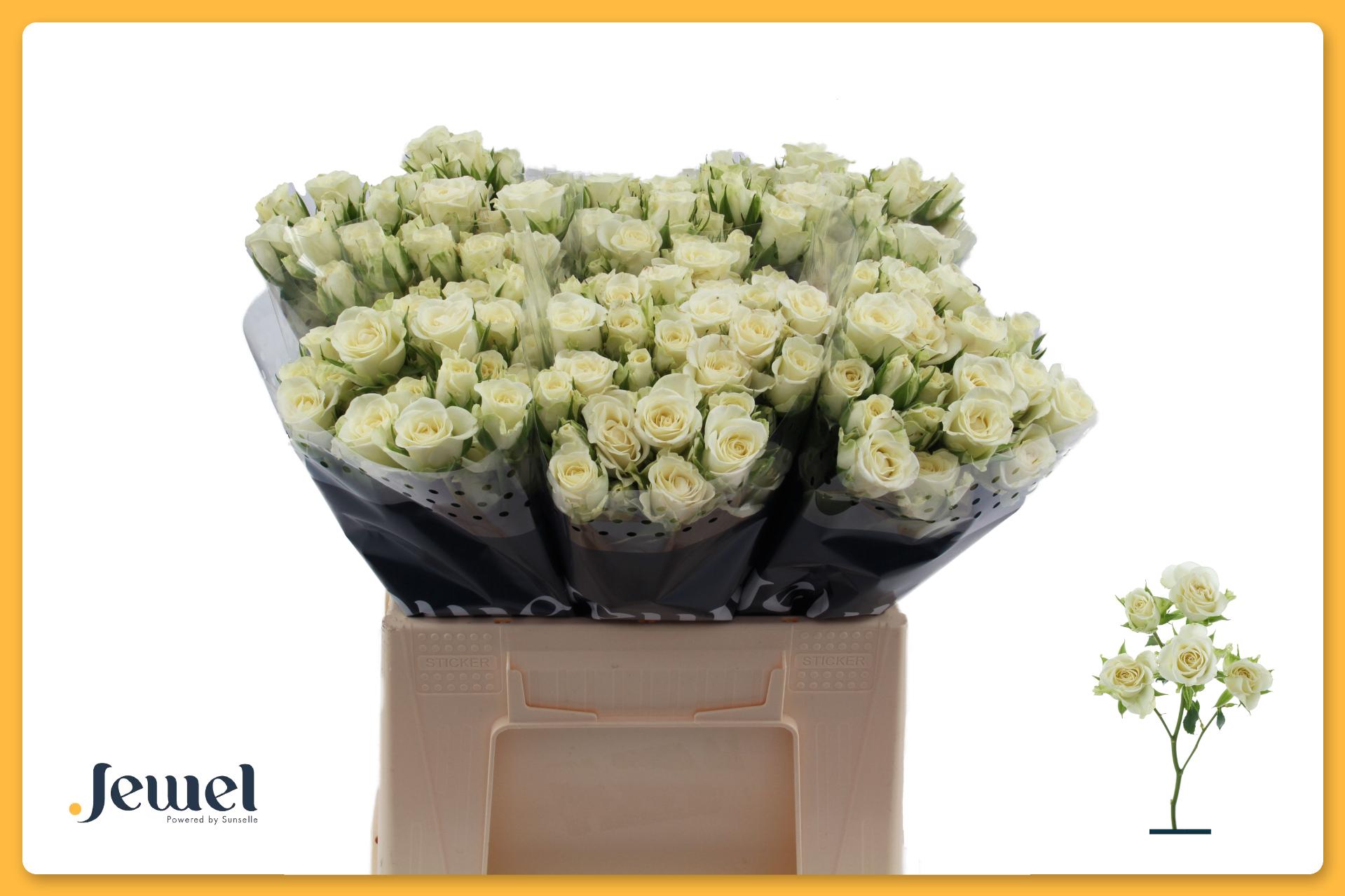 Rosa Spr Snowflake 40cm