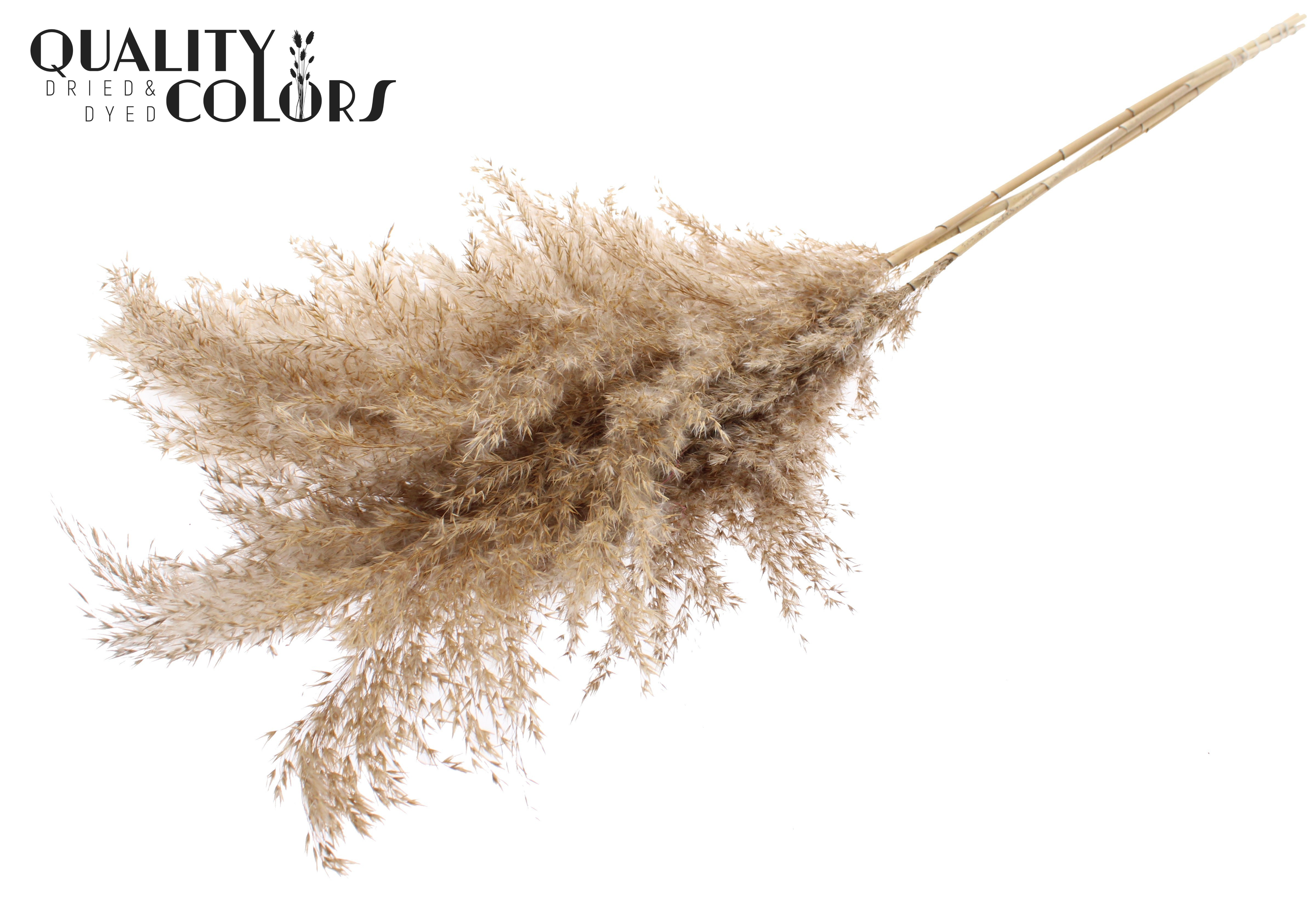 Pampas Grass Natural Per Bunch 100cm