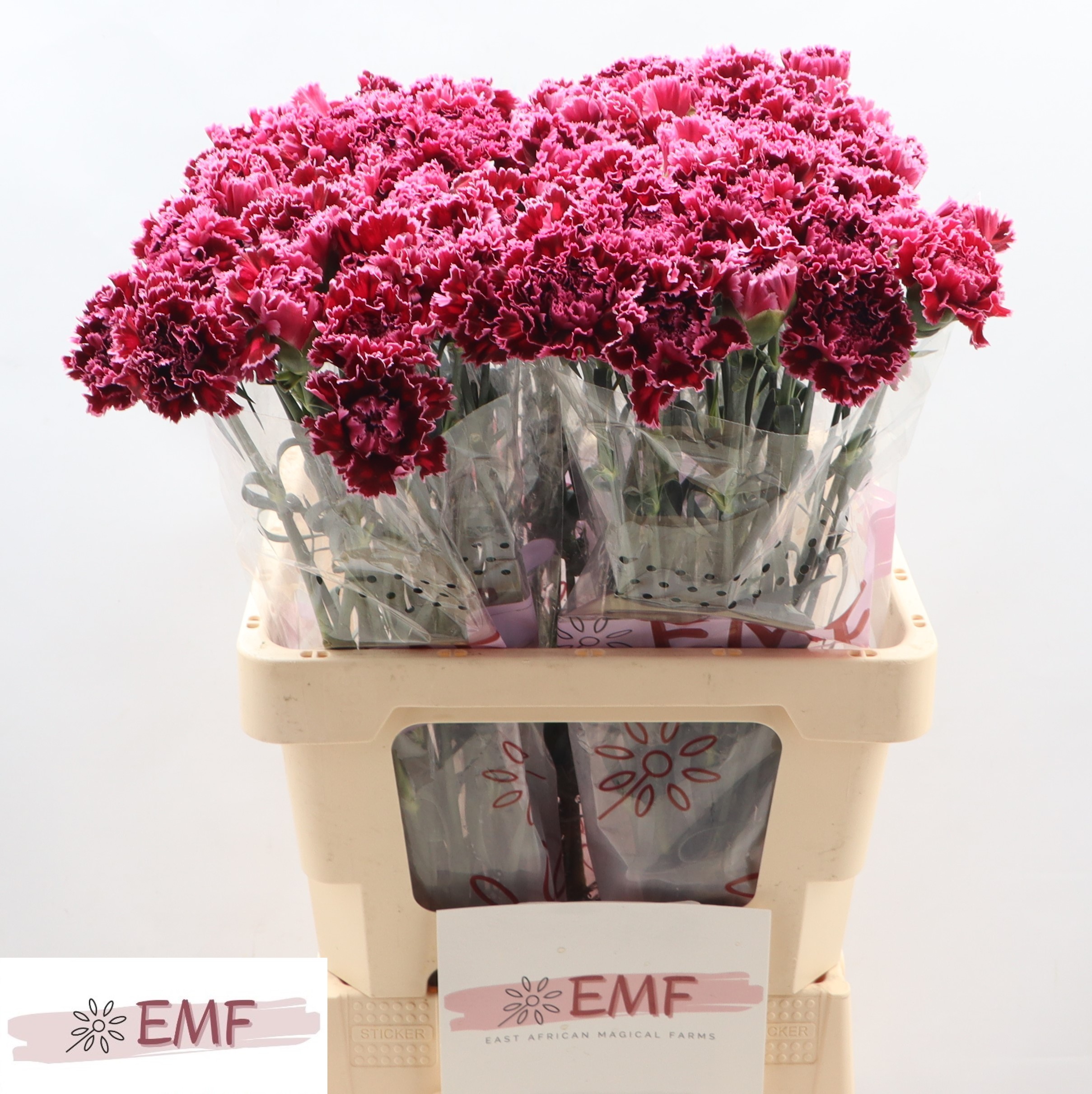 Dianthus Single Nobbio Burgundy 65cm