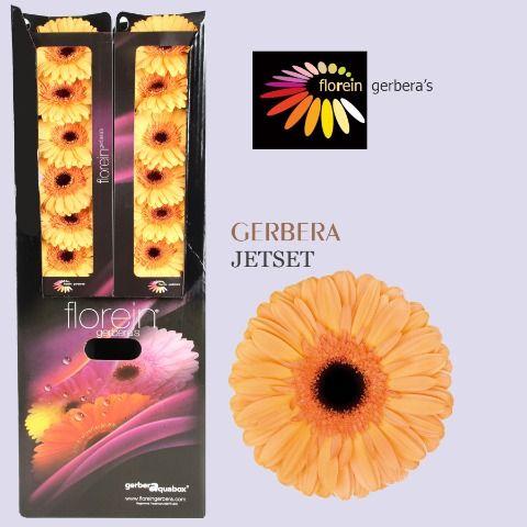 Ge Gr Jetset Aquabox 80