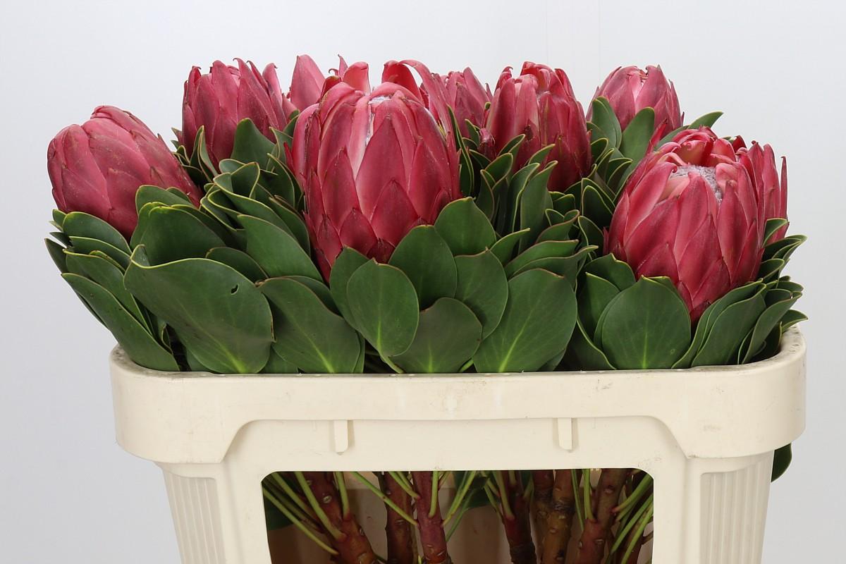 Protea Cynaroides Red Rex
