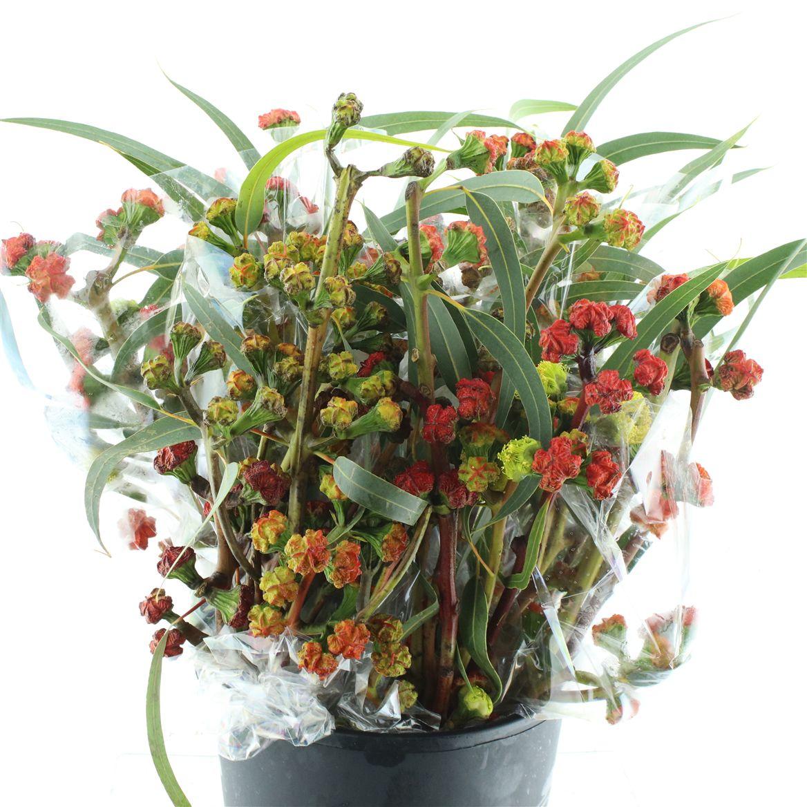 Euca Cardinale 500gr