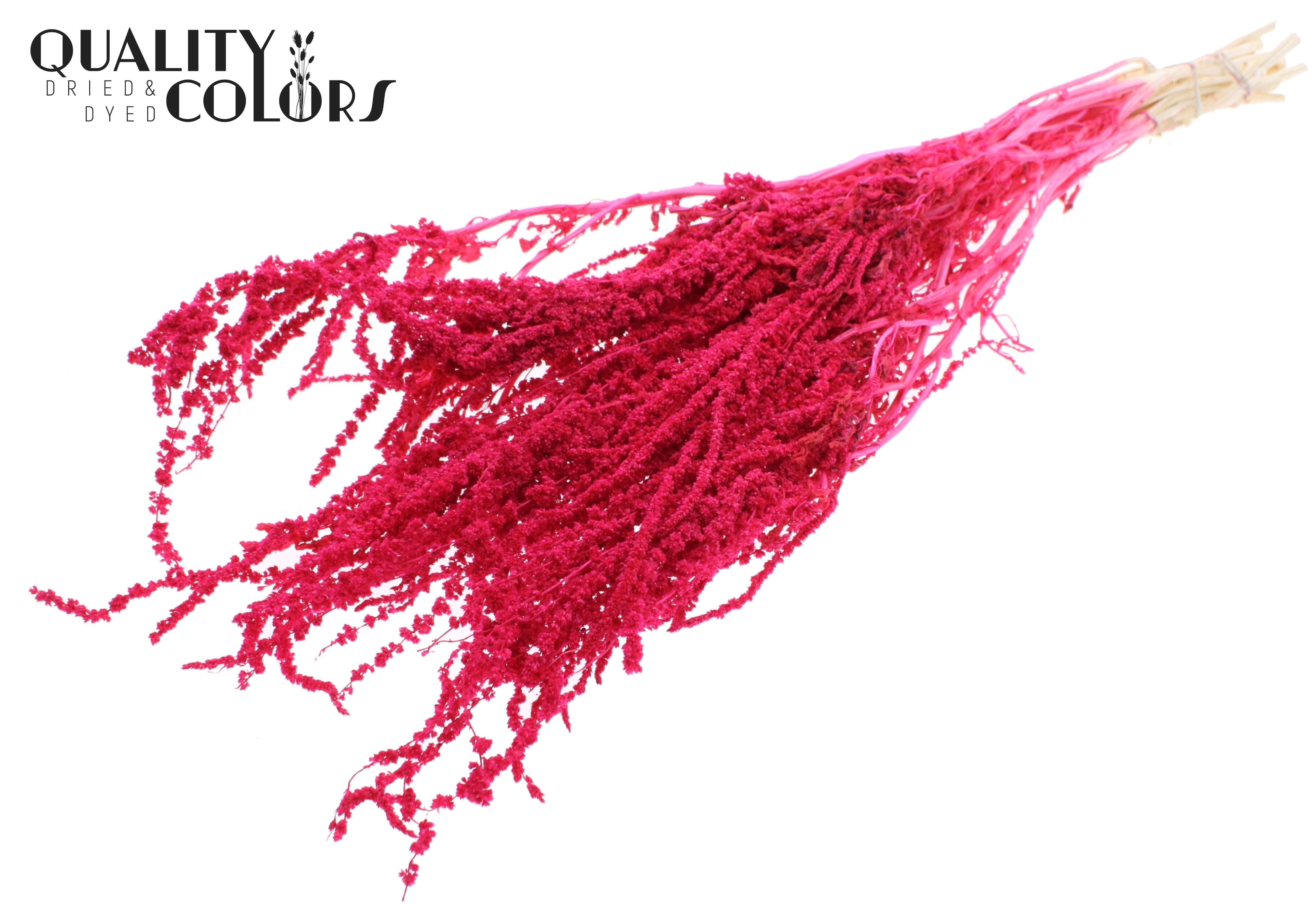 Amaranthus Caudatus Intense Cerise Per Bunch 80cm