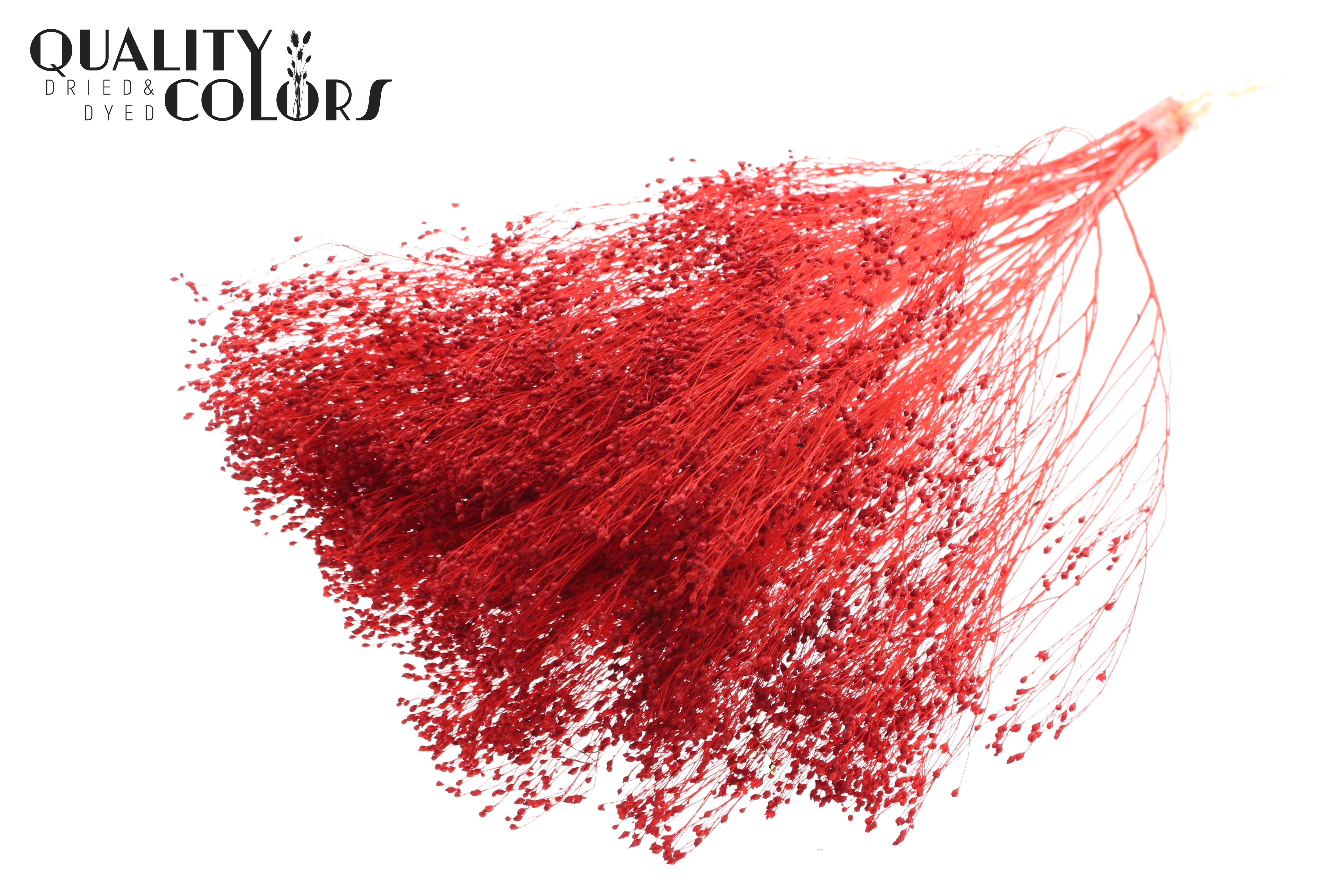 Broom Bloom Red Per Bunch 50cm