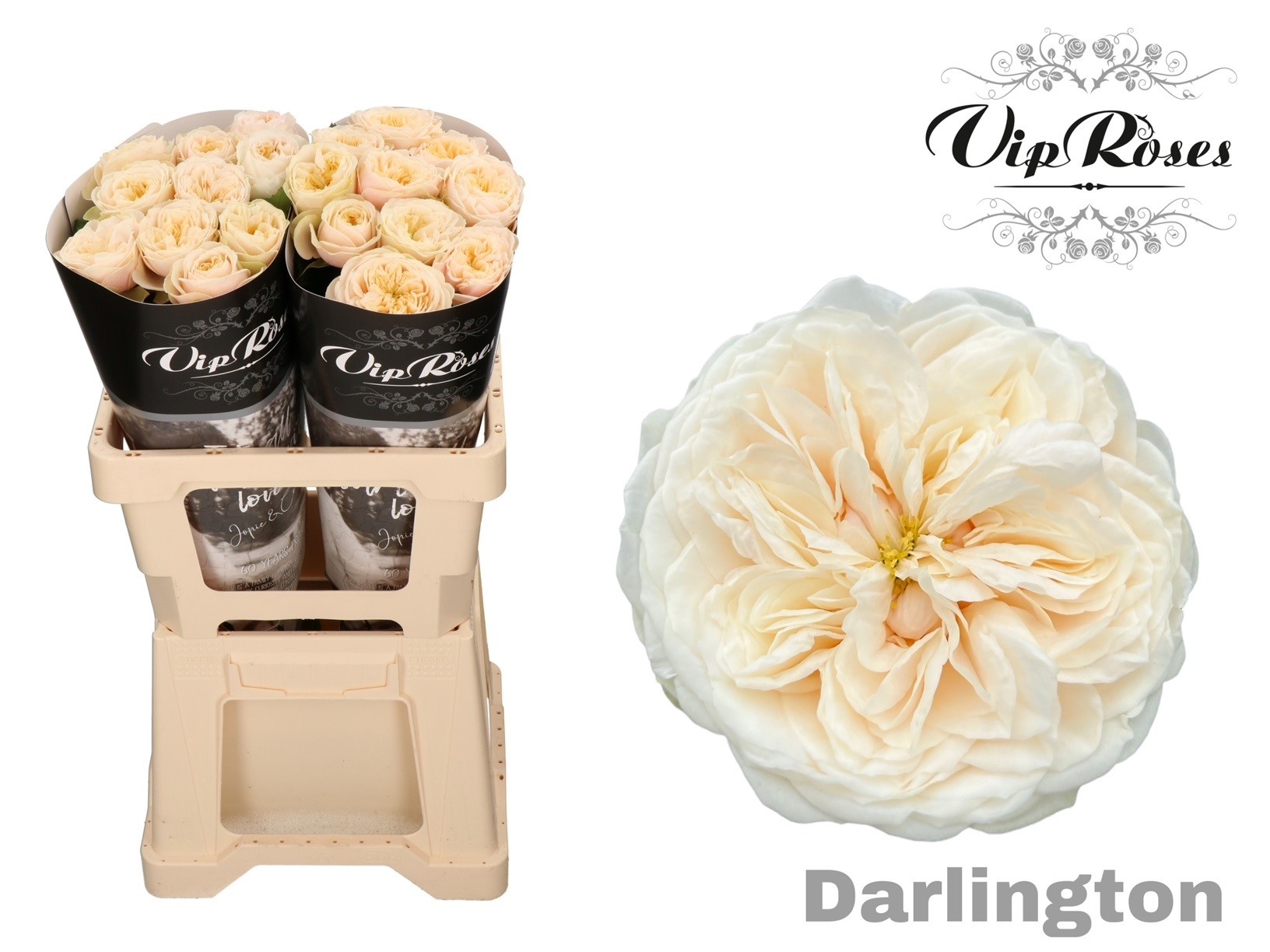 R Gr Darlington X20 60 cm