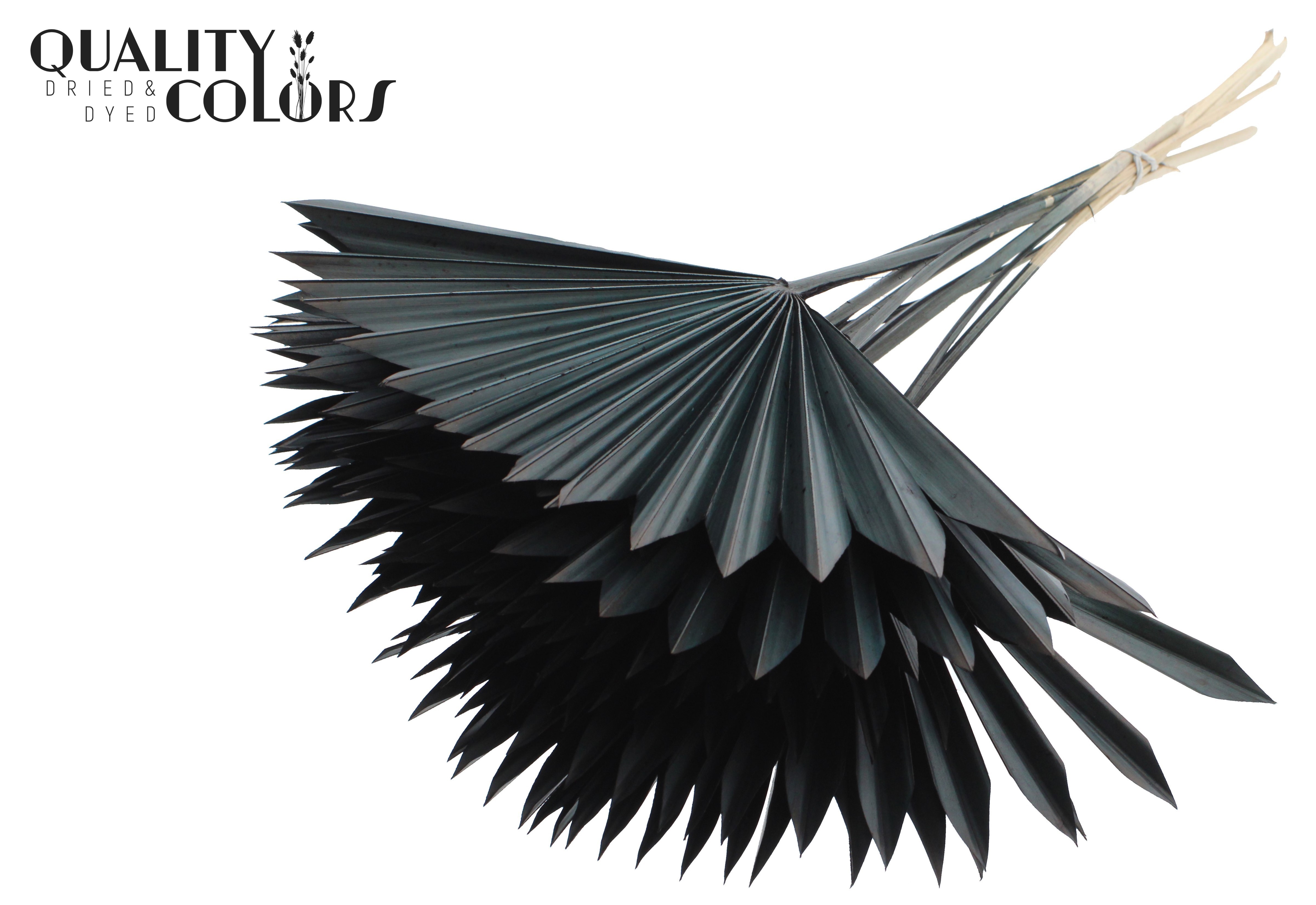 Palm Sun Black 50cm