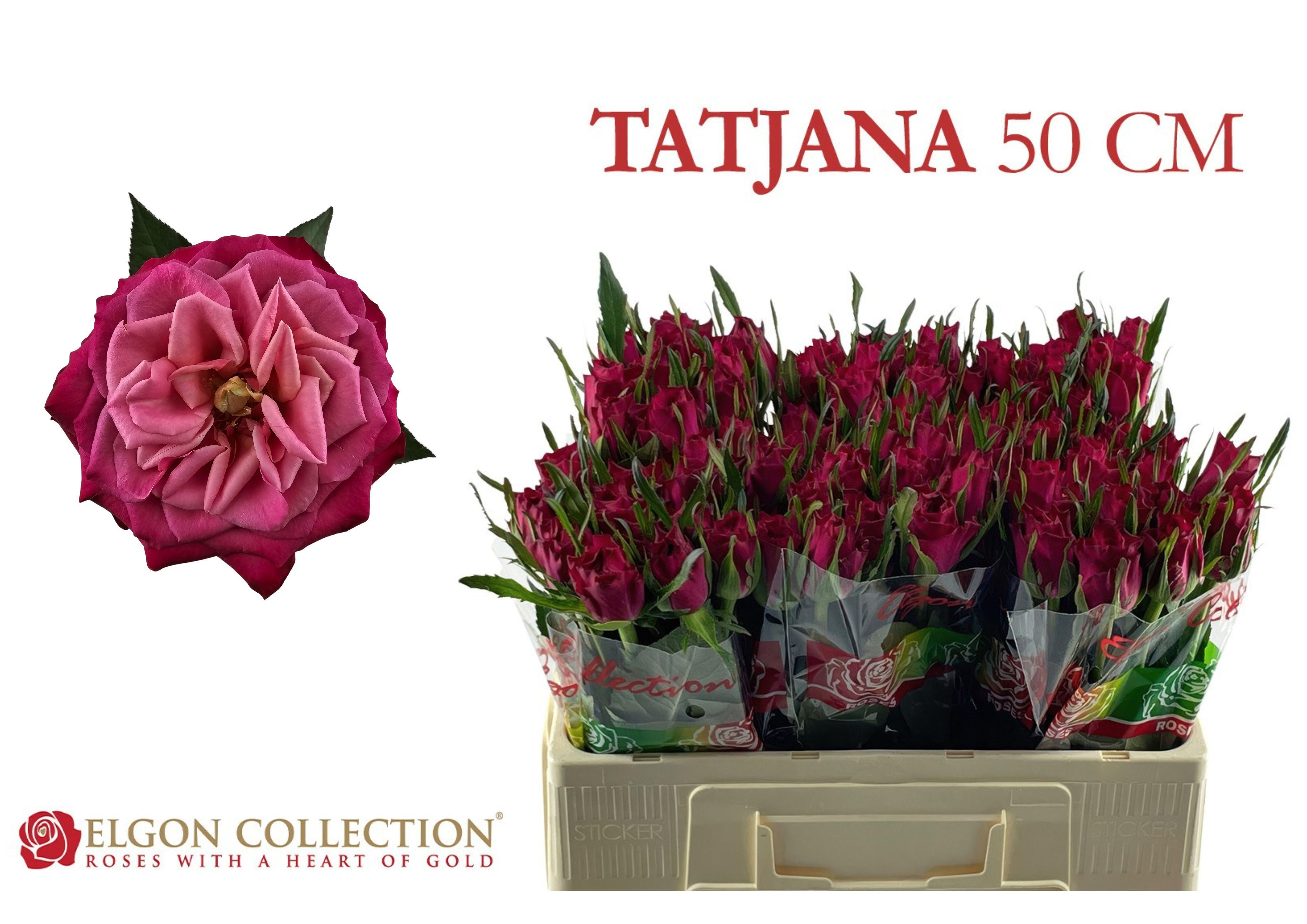 R Gr Tatjana