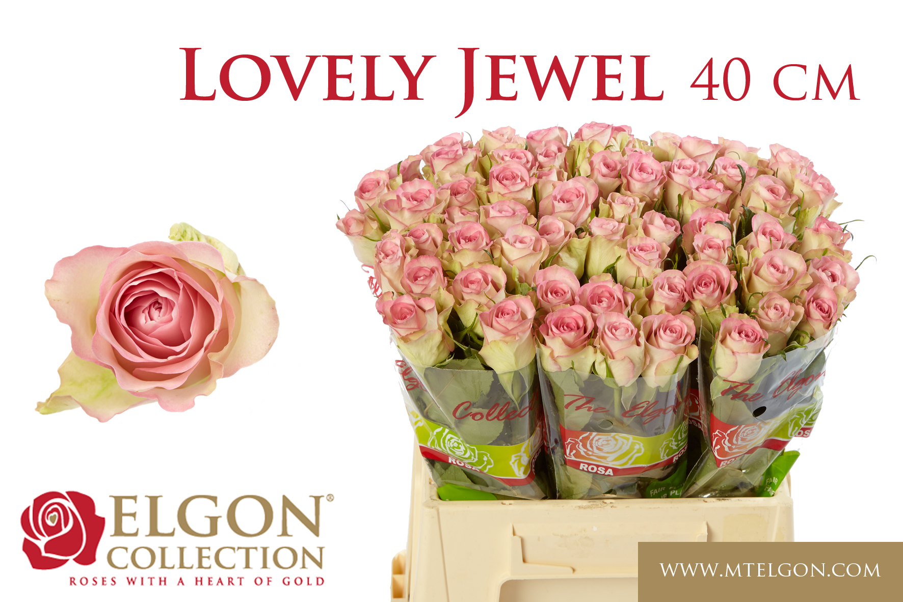 R Gr Lovely Jewel