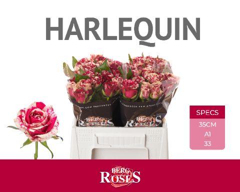 Rosa Harlequin 35cm