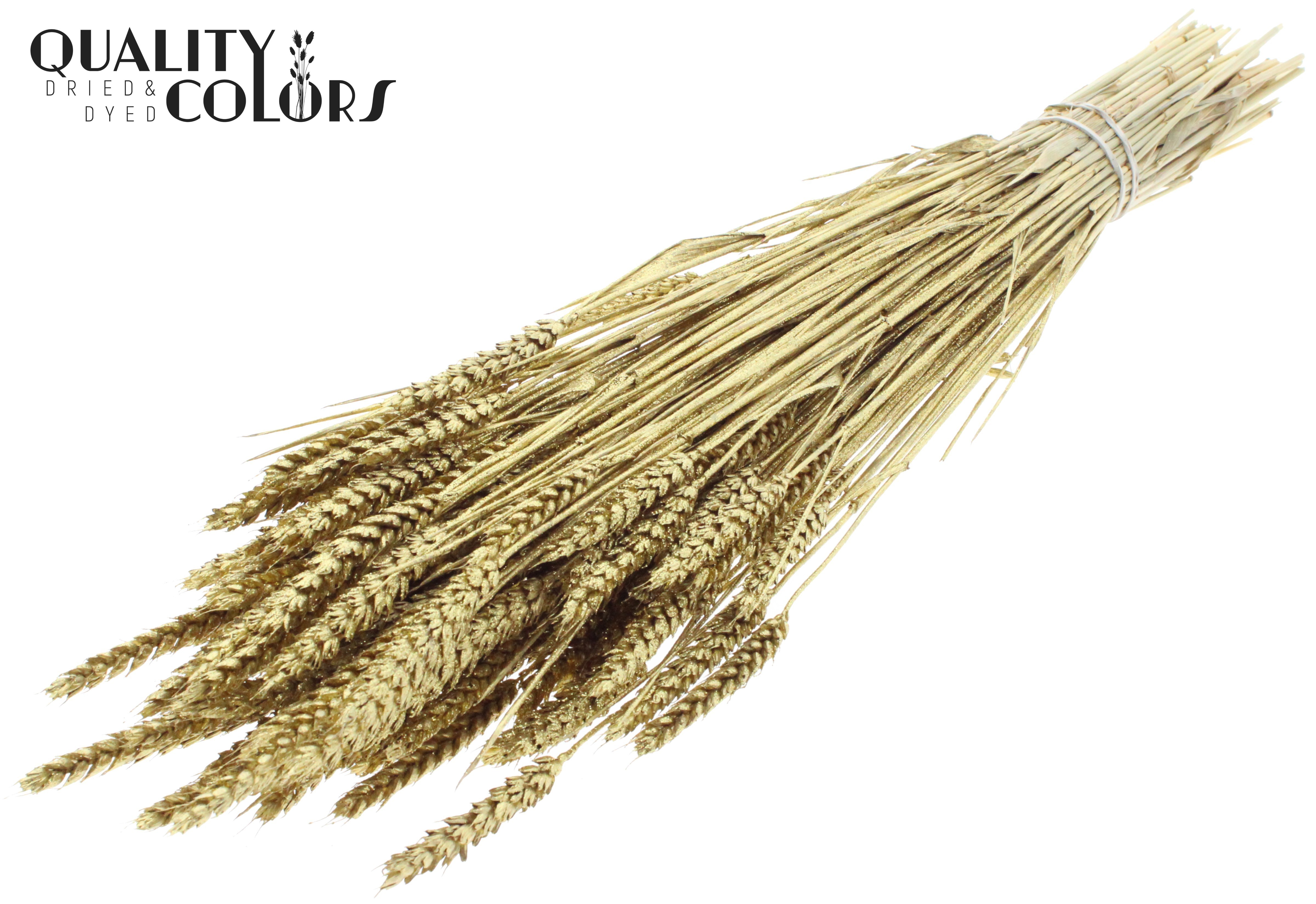 Triticum Antique Gold + Glitter Per Bunch 60cm
