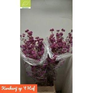 Callicarpa Bod Giraldi(imp) 150cm