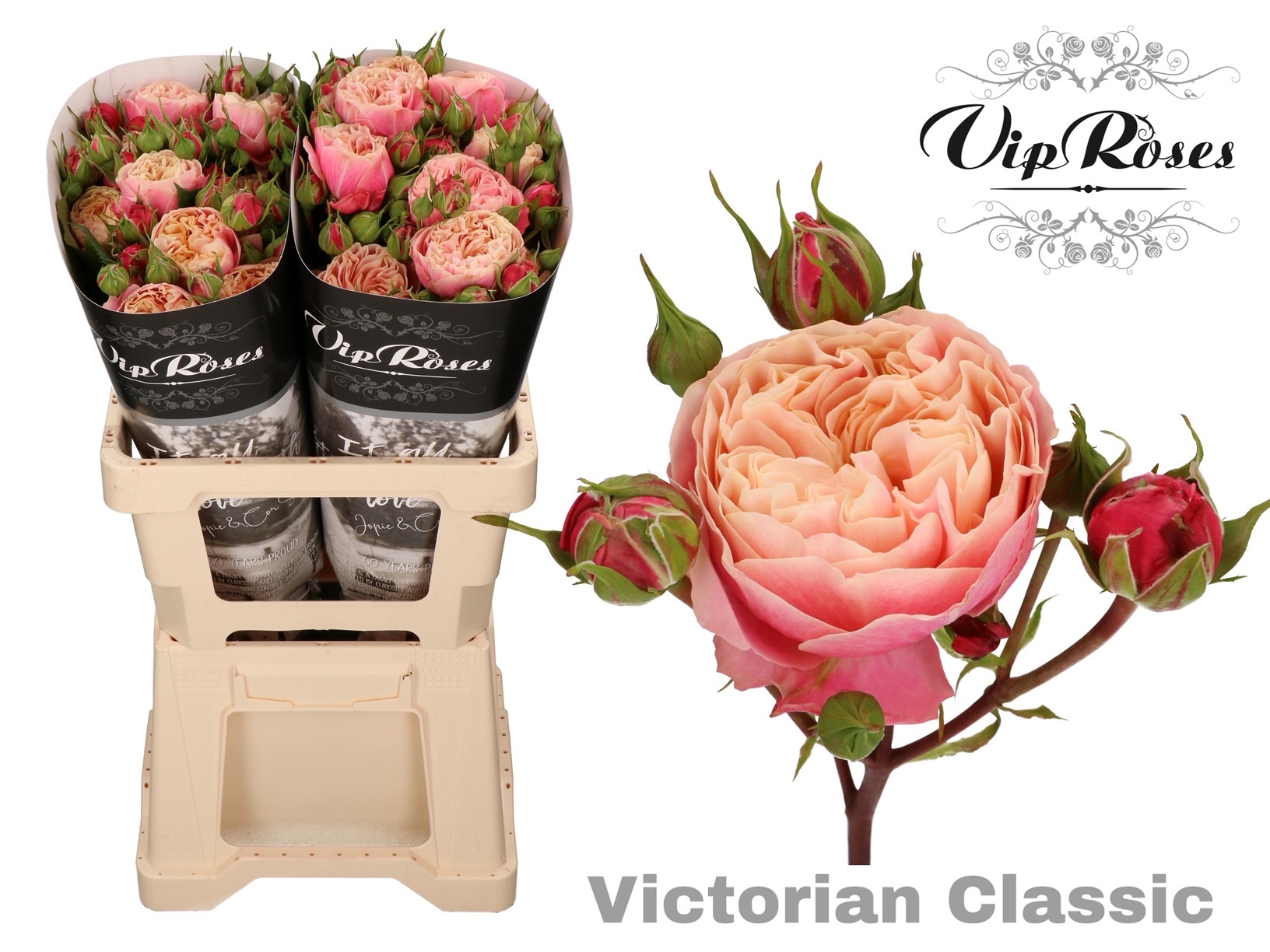 R Tr Victor Classic@ 60 cm