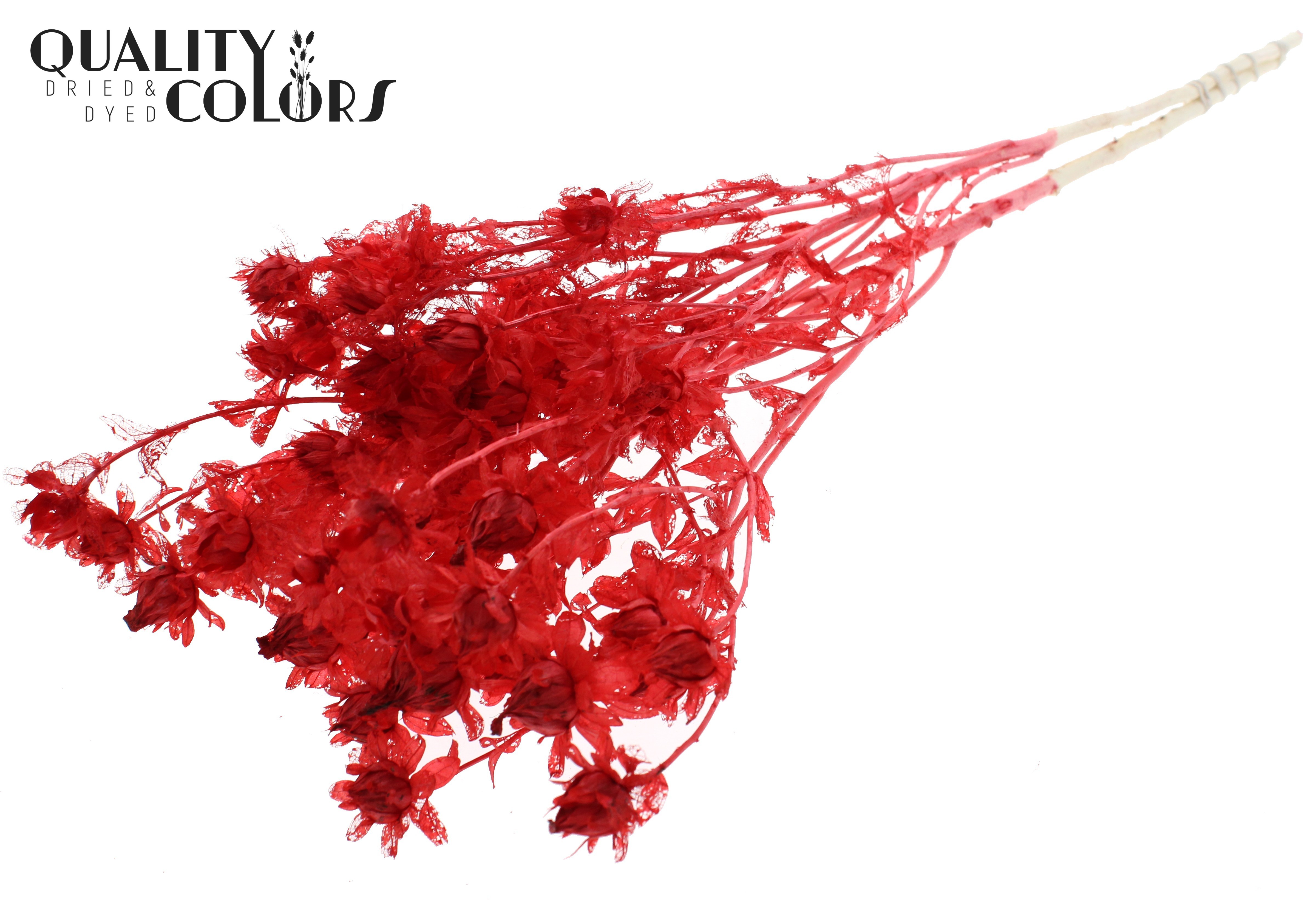 Carthamus Intense Red Per Bunch 70cm
