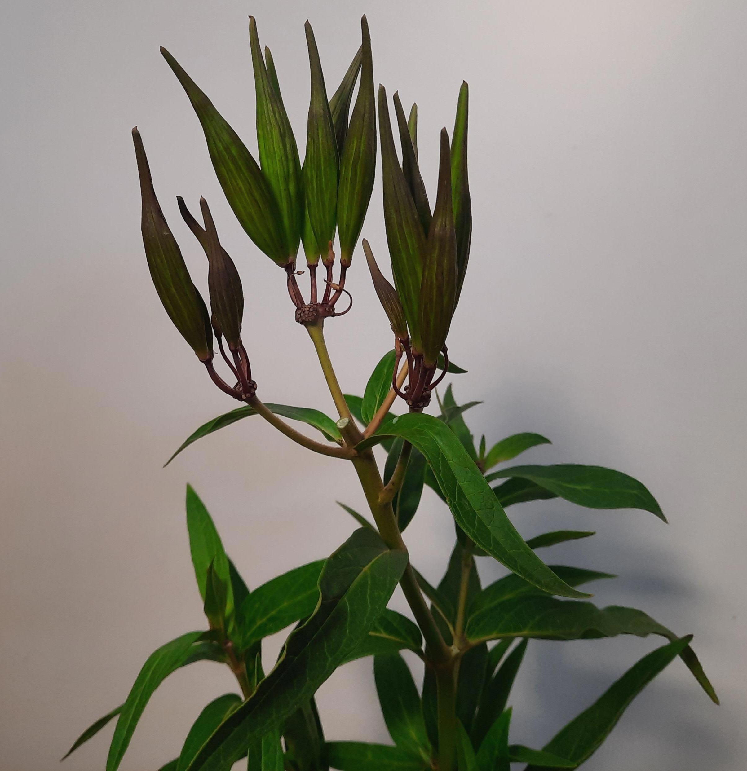 Ascl Incarnata