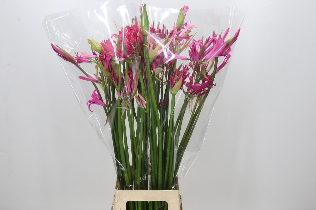 Nerine Mix