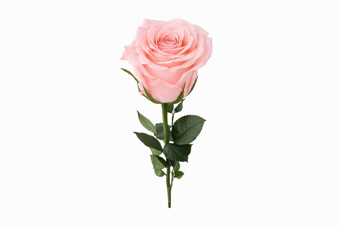 Ro Pres Stem 50cm Pink Soft