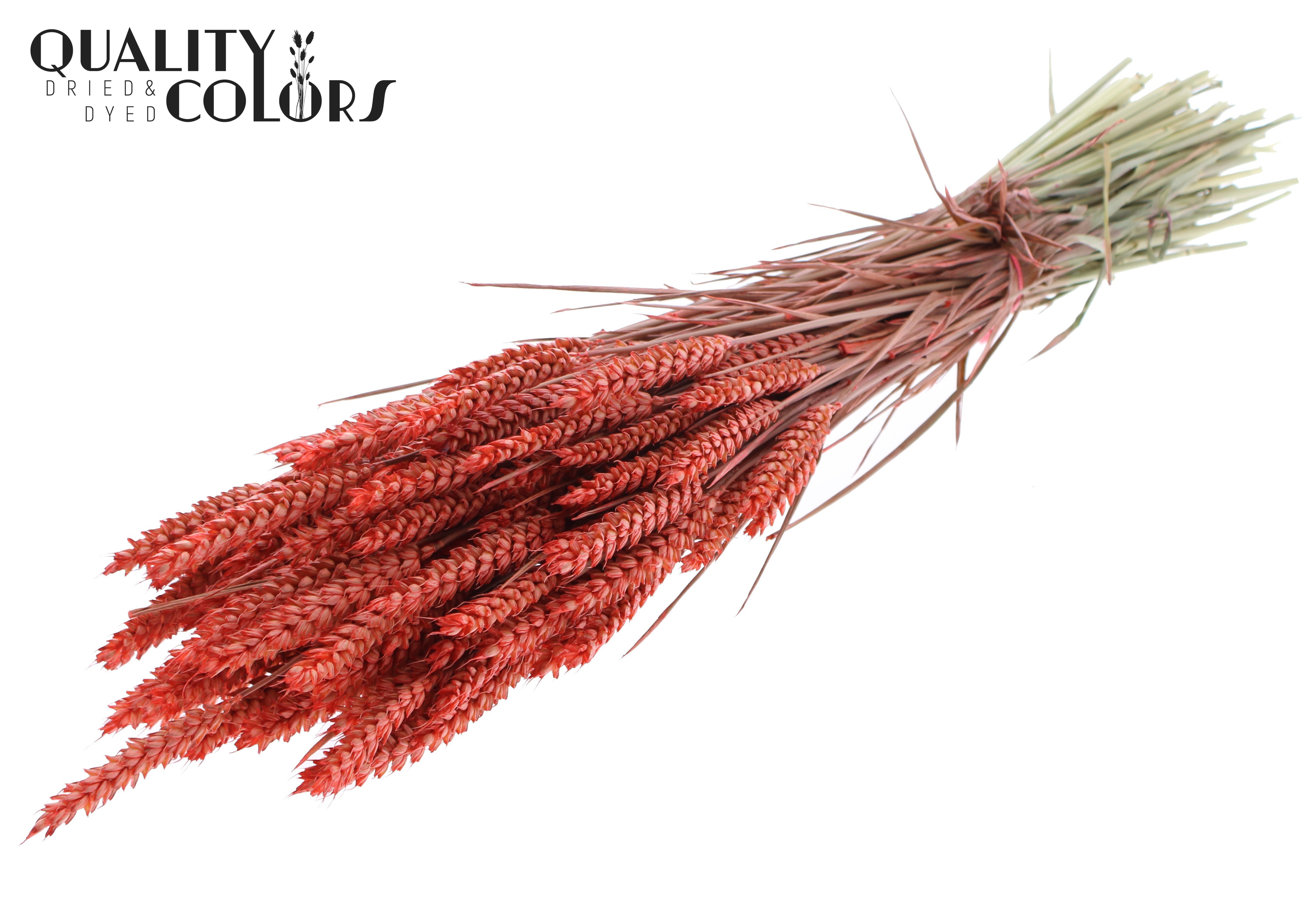 Triticum Coral Per Bunch 60cm