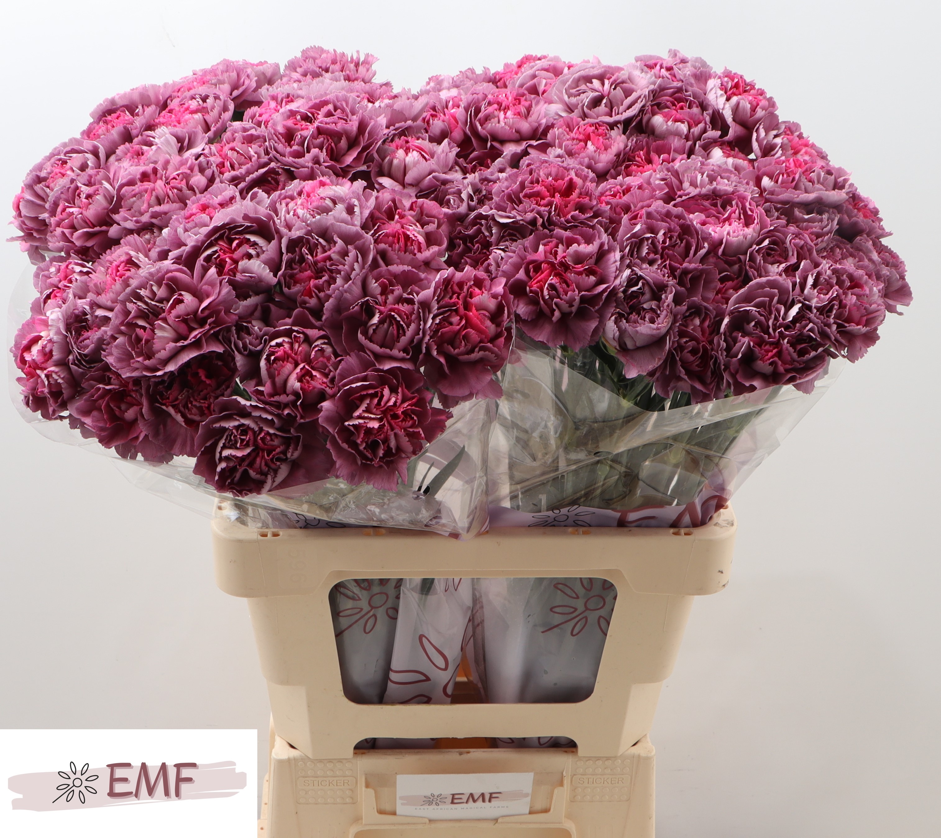 Dianthus St Hypnosis 60cm